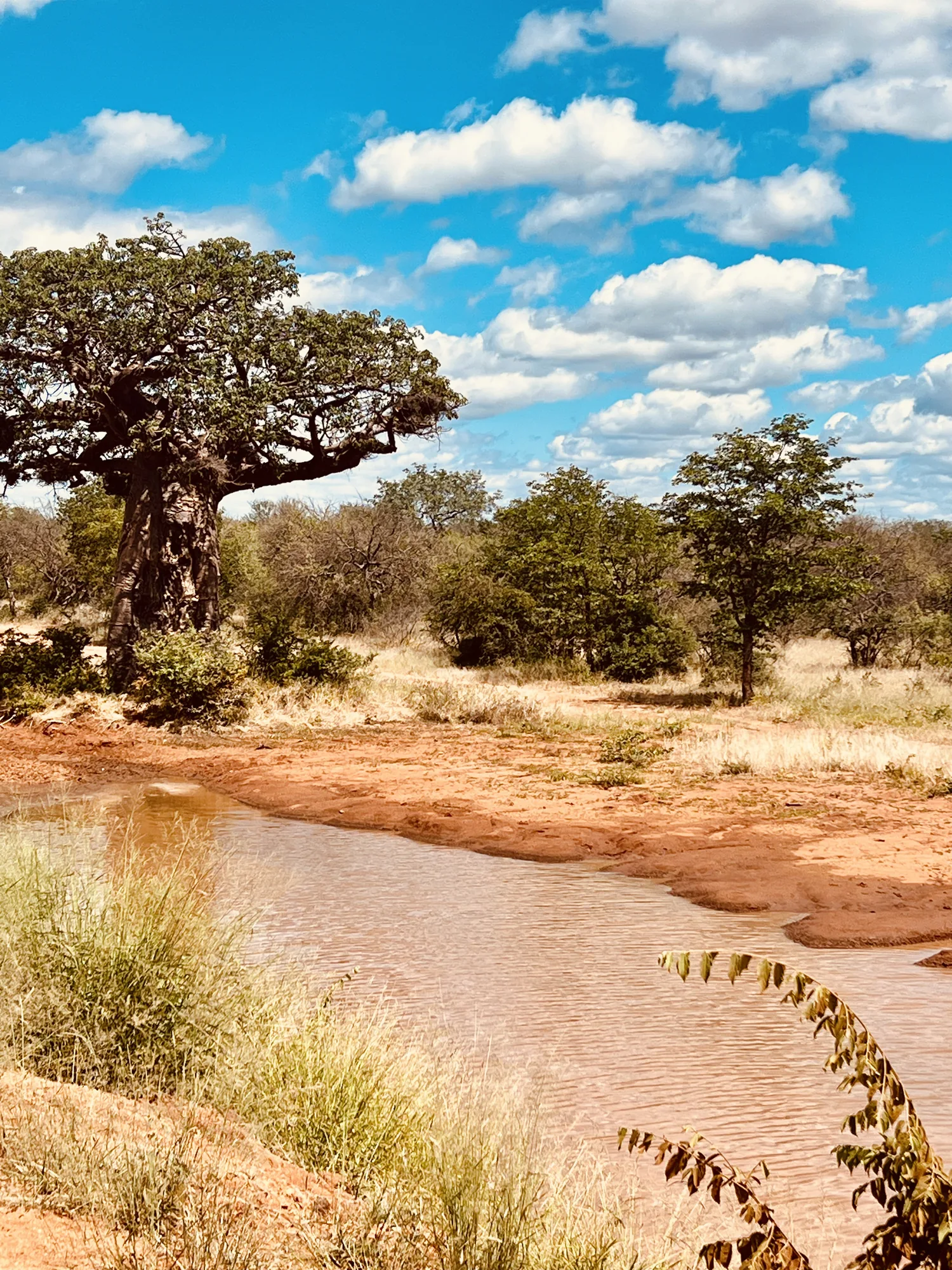 Afrique du Sud - séjour de chasse Wild Land