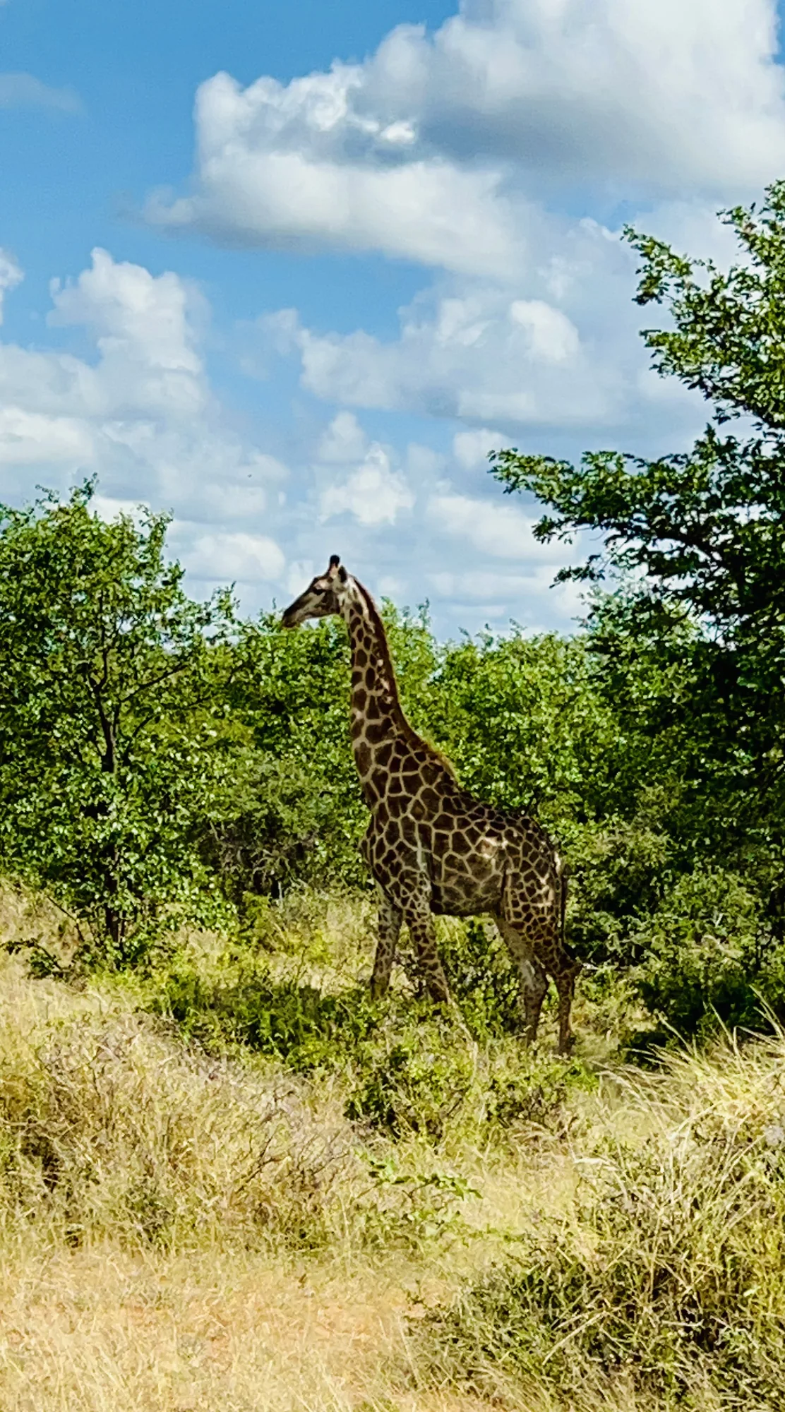 Afrique du Sud - séjour de chasse Wild Land