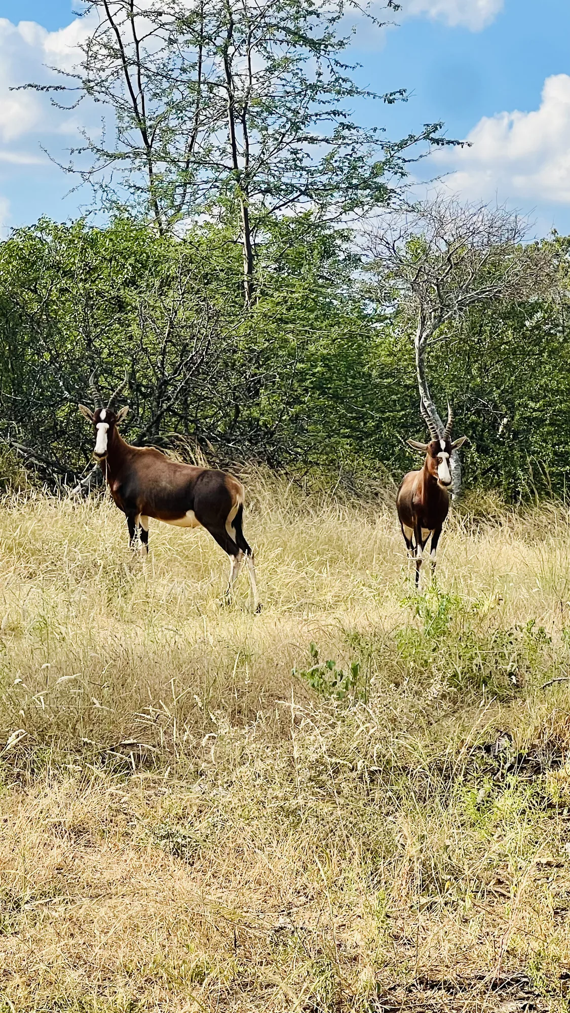 Afrique du Sud - séjour de chasse Wild Land