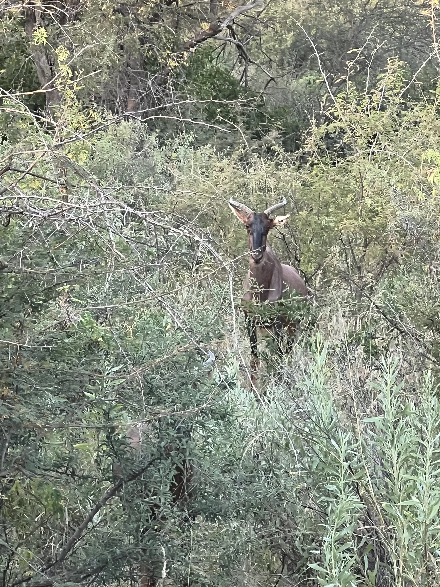 Afrique du Sud - séjour de chasse Wild Land