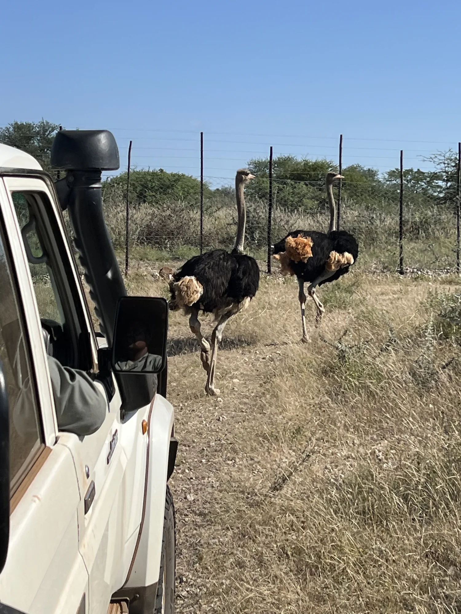 Afrique du Sud - séjour de chasse Wild Land