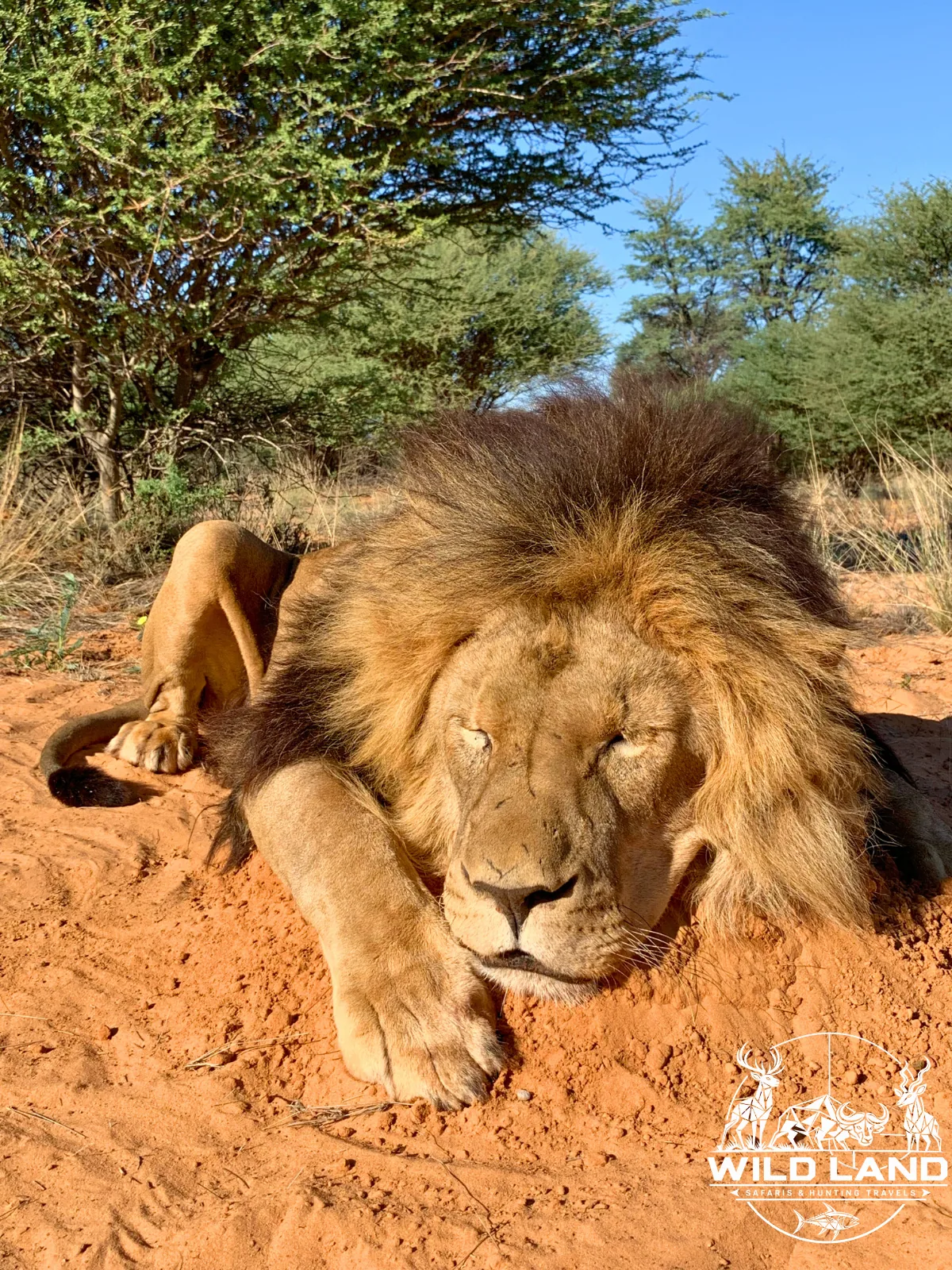 Afrique du Sud - séjour de chasse Wild Land