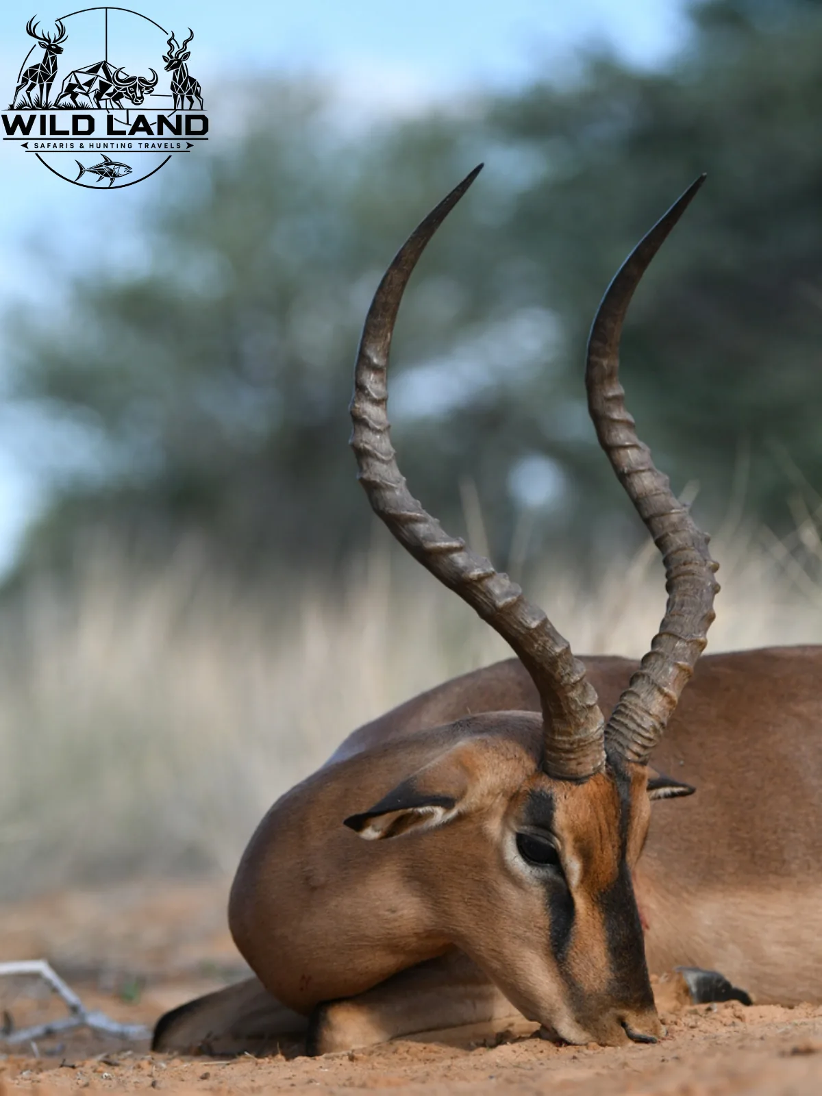 Afrique du Sud - séjour de chasse Wild Land
