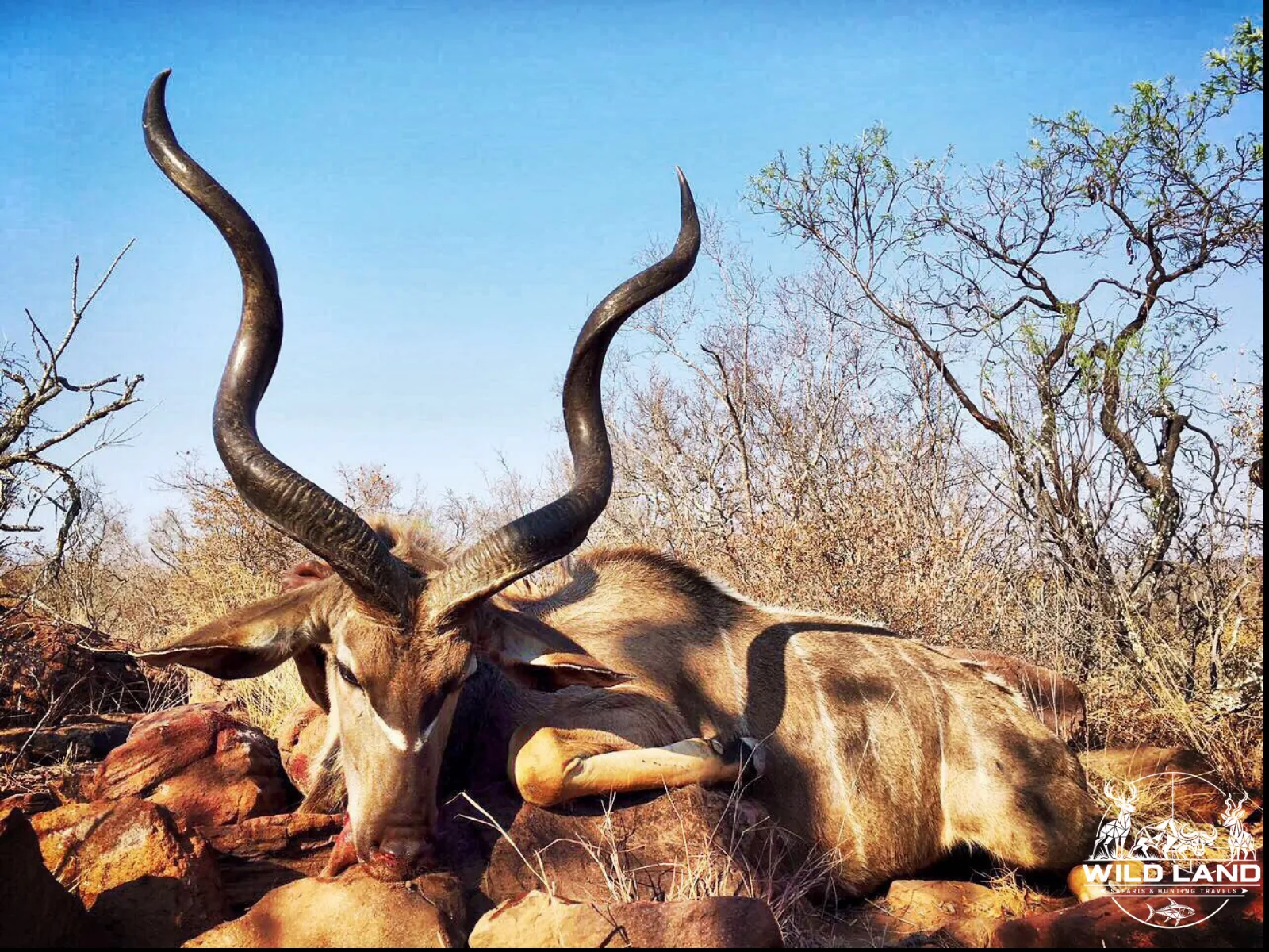 Afrique du Sud - séjour de chasse Wild Land