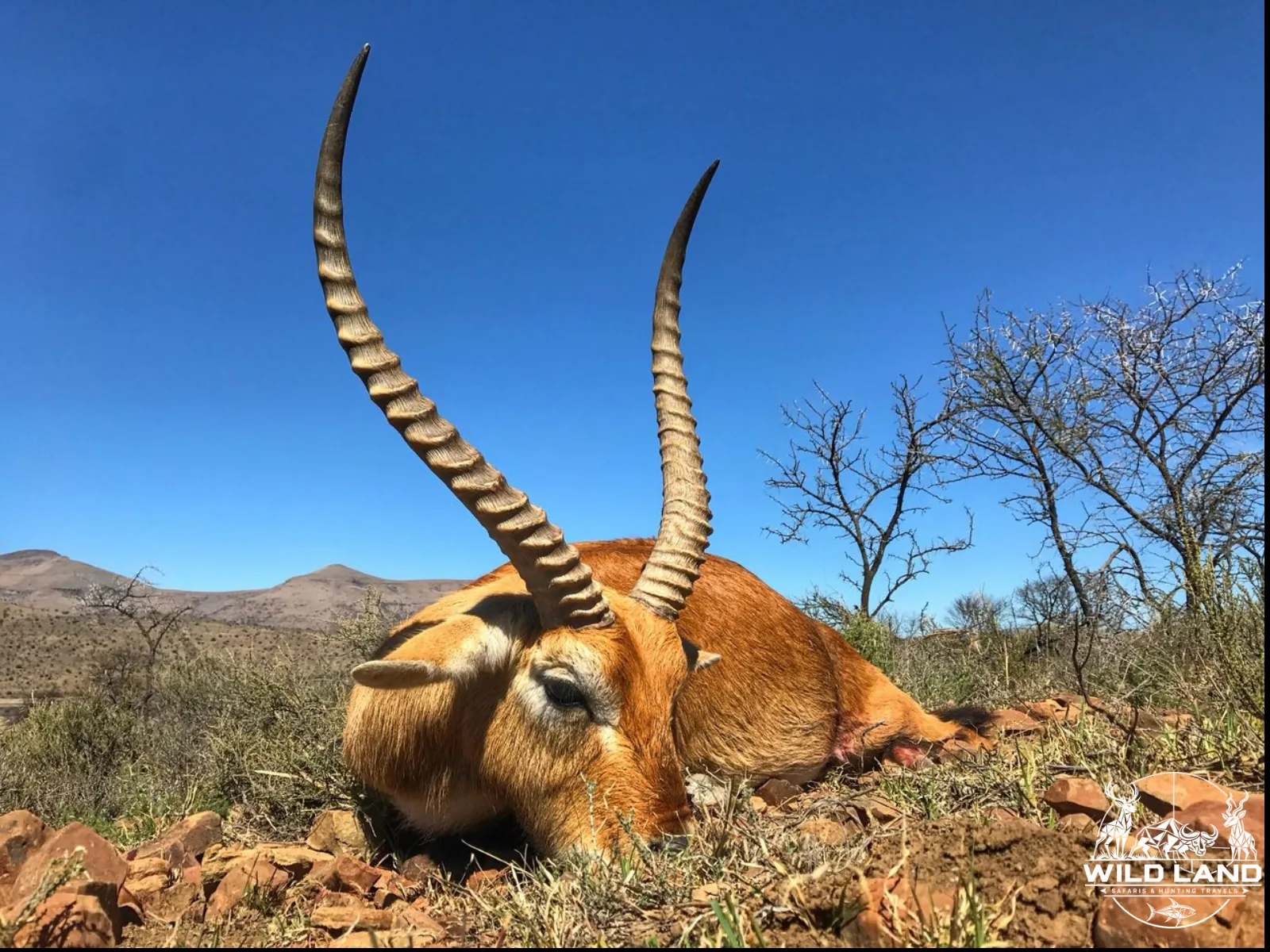 Afrique du Sud - séjour de chasse Wild Land