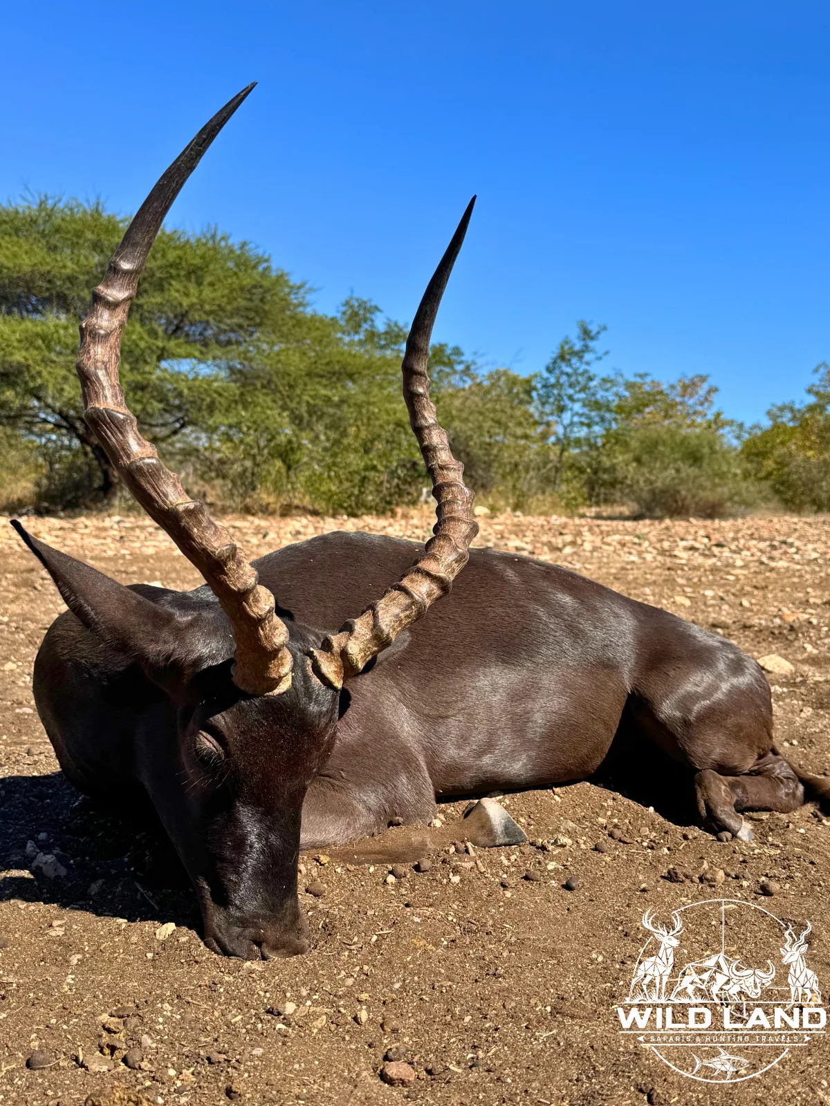 Afrique du Sud - séjour de chasse Wild Land