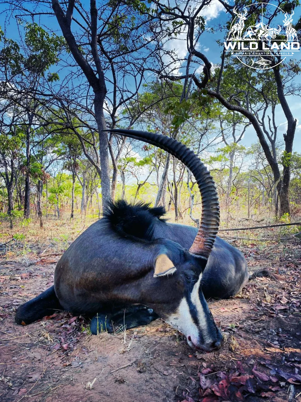 Afrique du Sud - séjour de chasse Wild Land