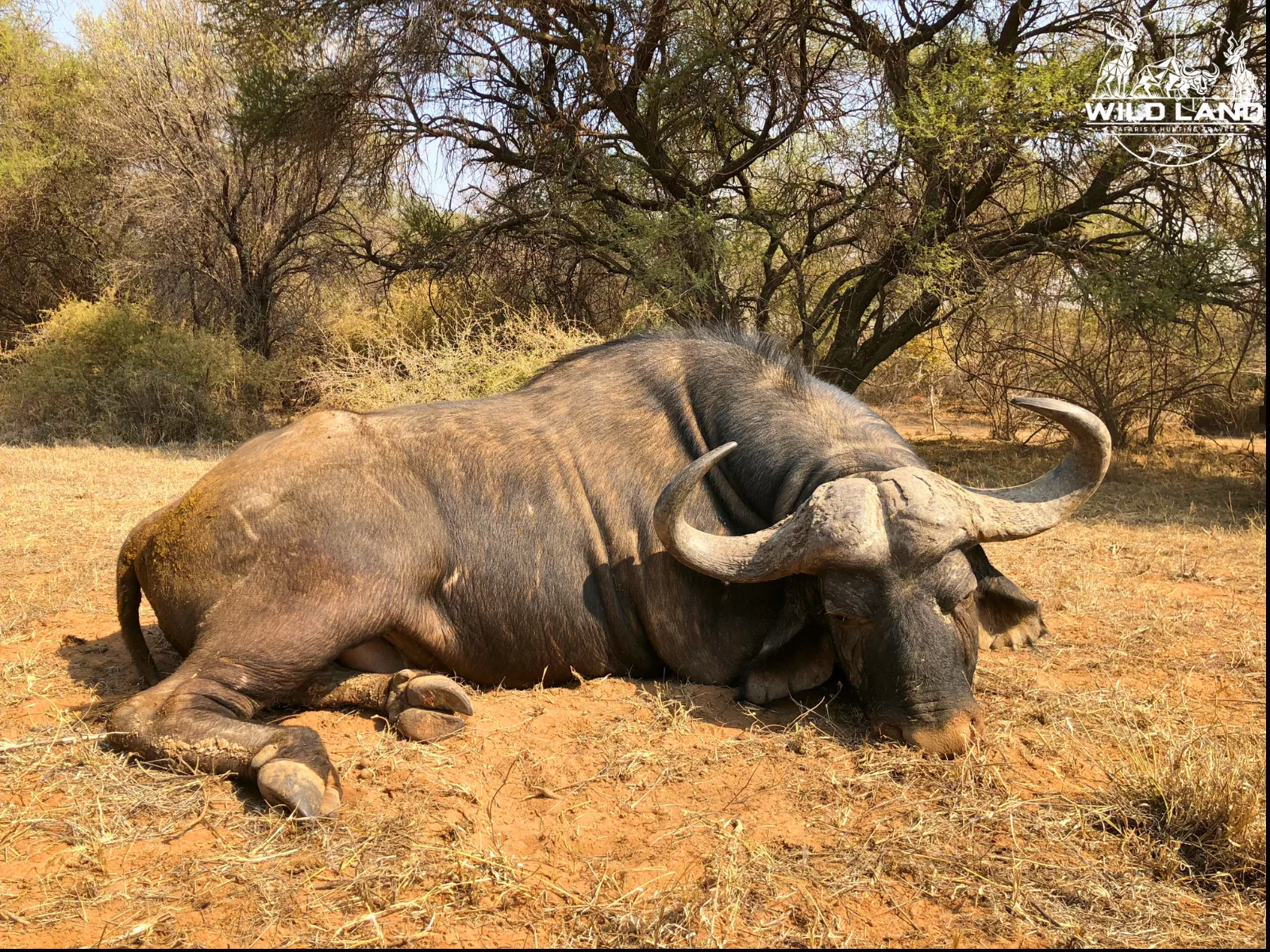 Afrique du Sud - séjour de chasse Wild Land