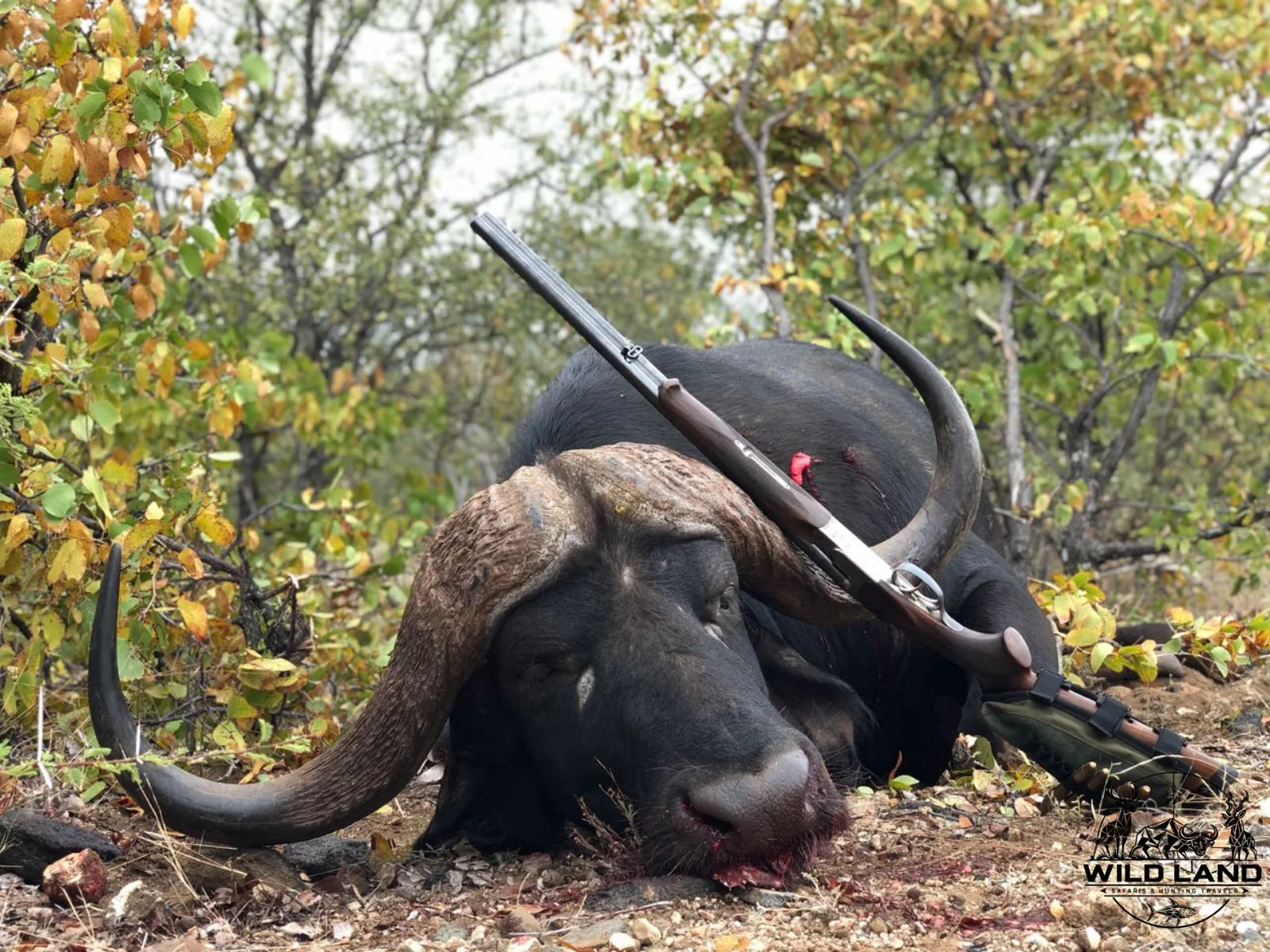 Afrique du Sud - séjour de chasse Wild Land