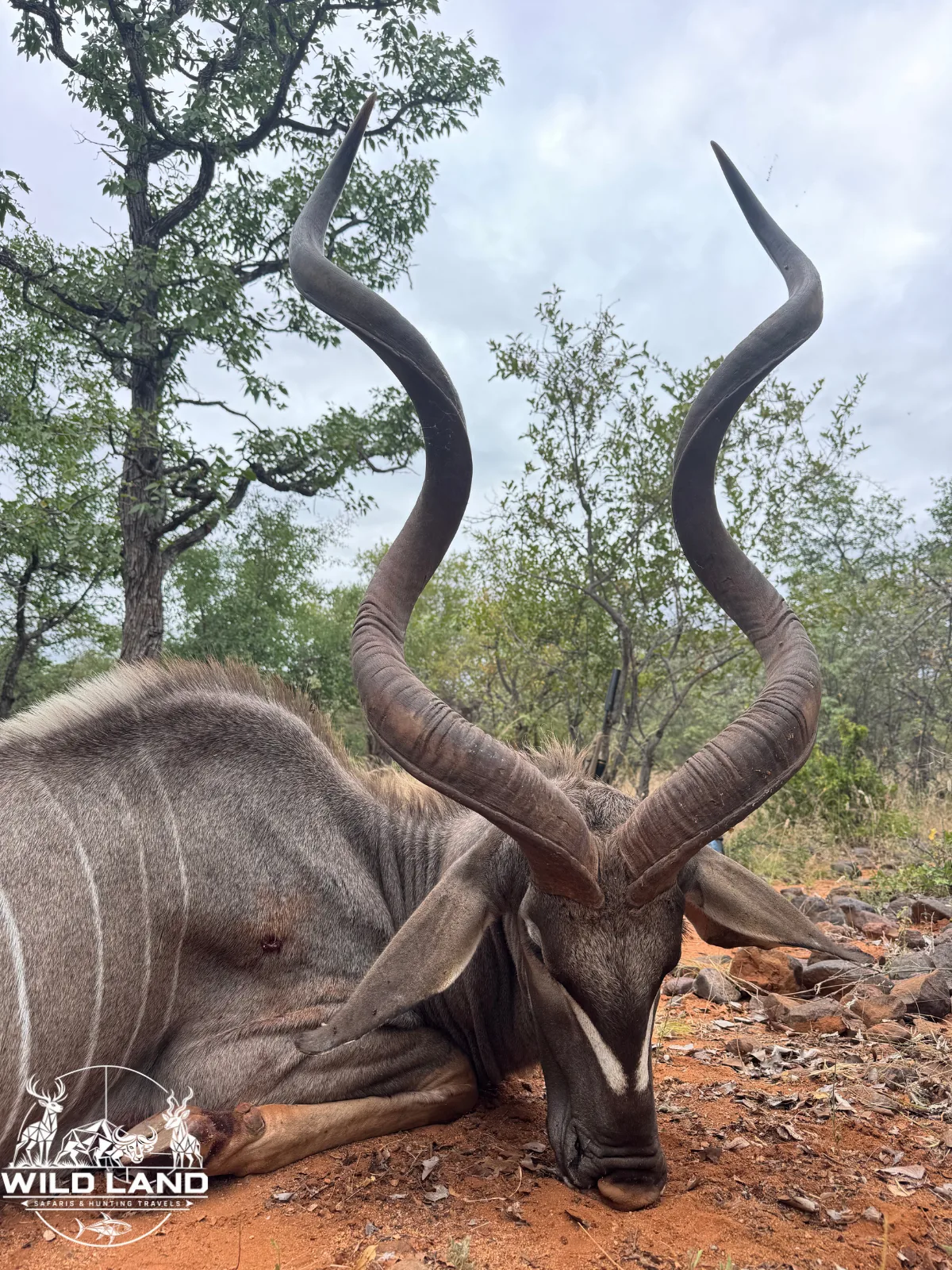 Afrique du Sud - séjour de chasse Wild Land