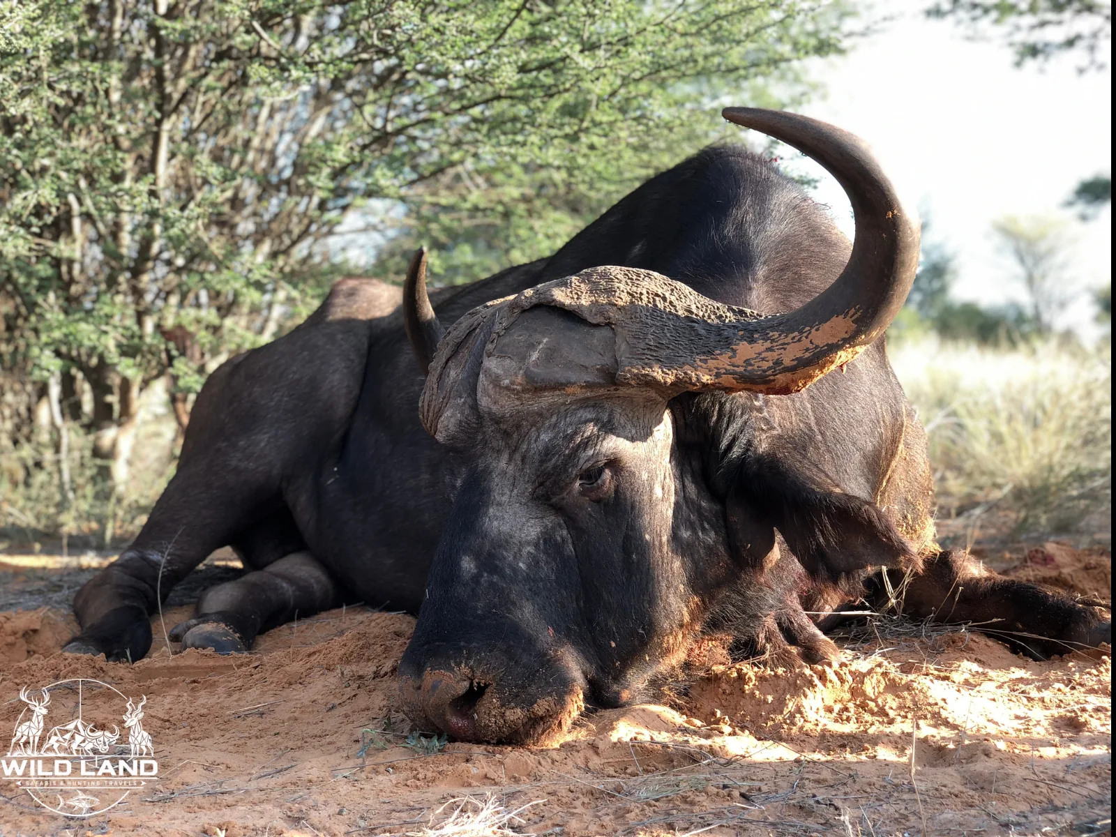 Afrique du Sud - séjour de chasse Wild Land