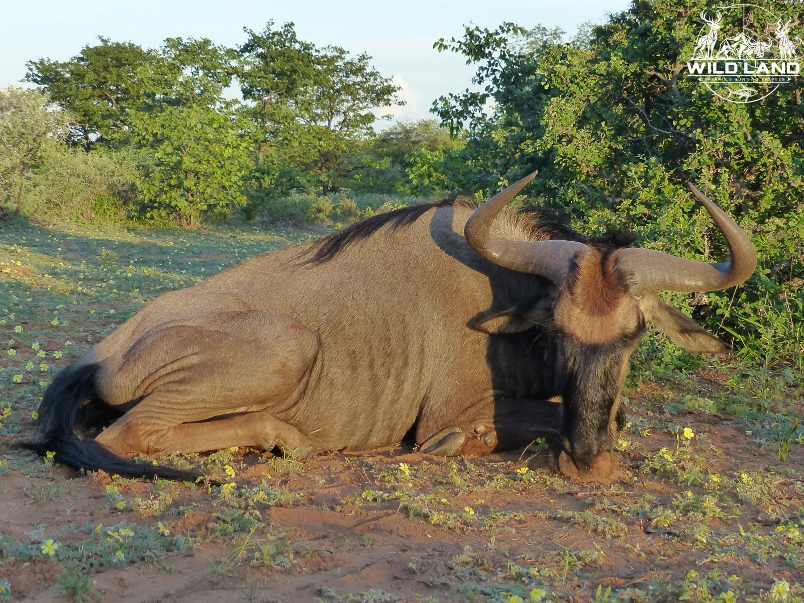 Afrique du Sud - séjour de chasse Wild Land