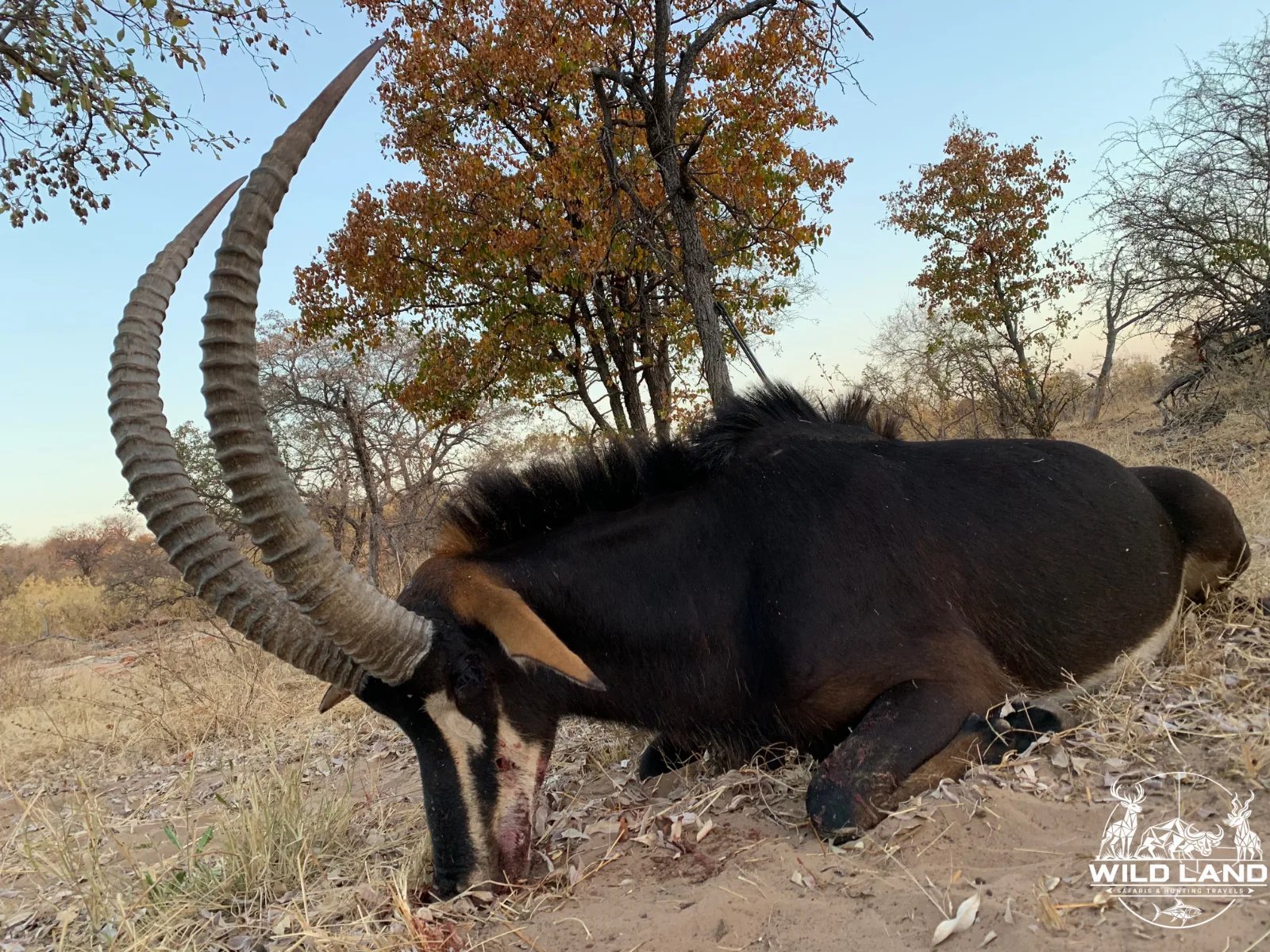 Afrique du Sud - séjour de chasse Wild Land