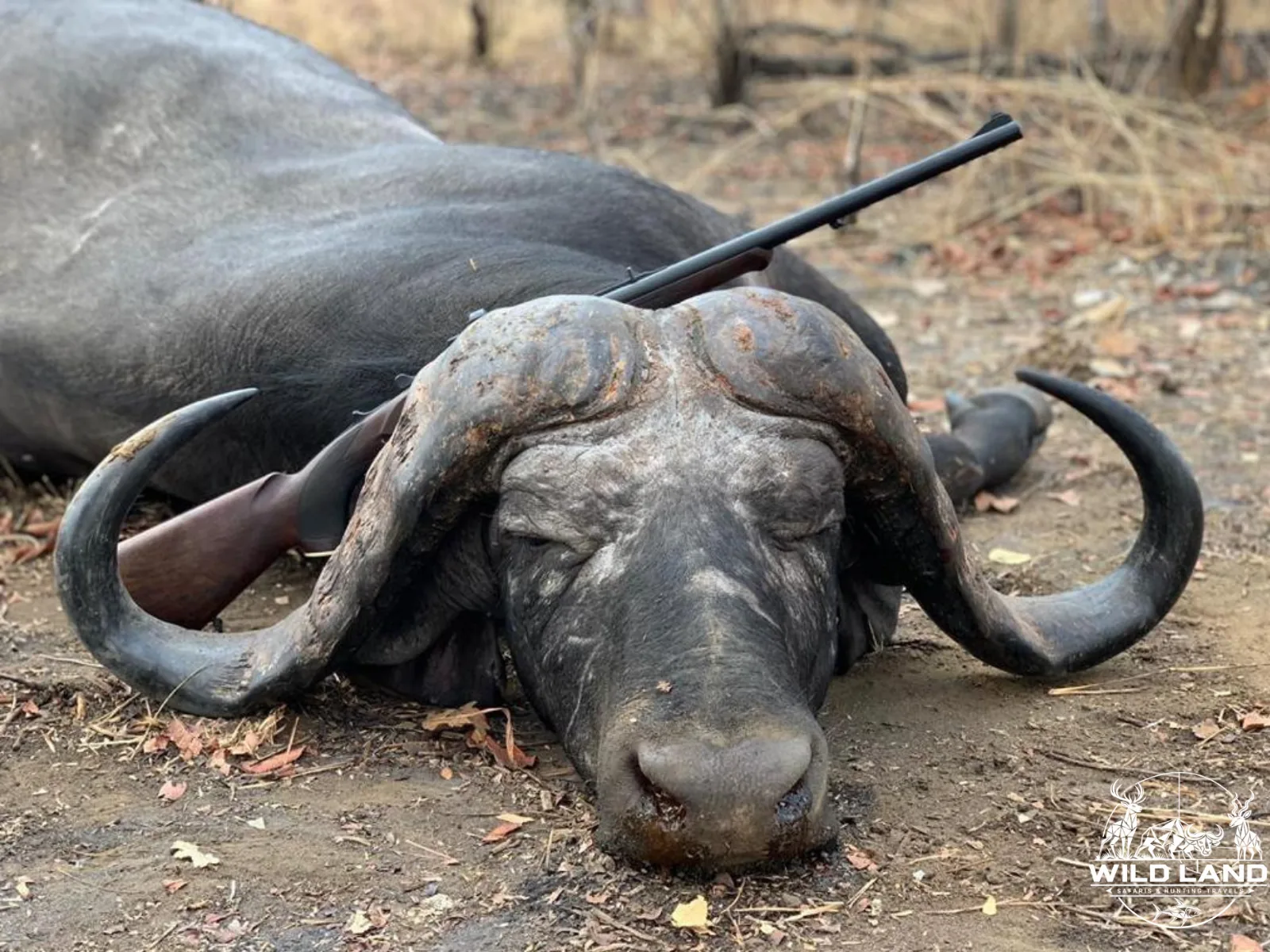Afrique du Sud - séjour de chasse Wild Land