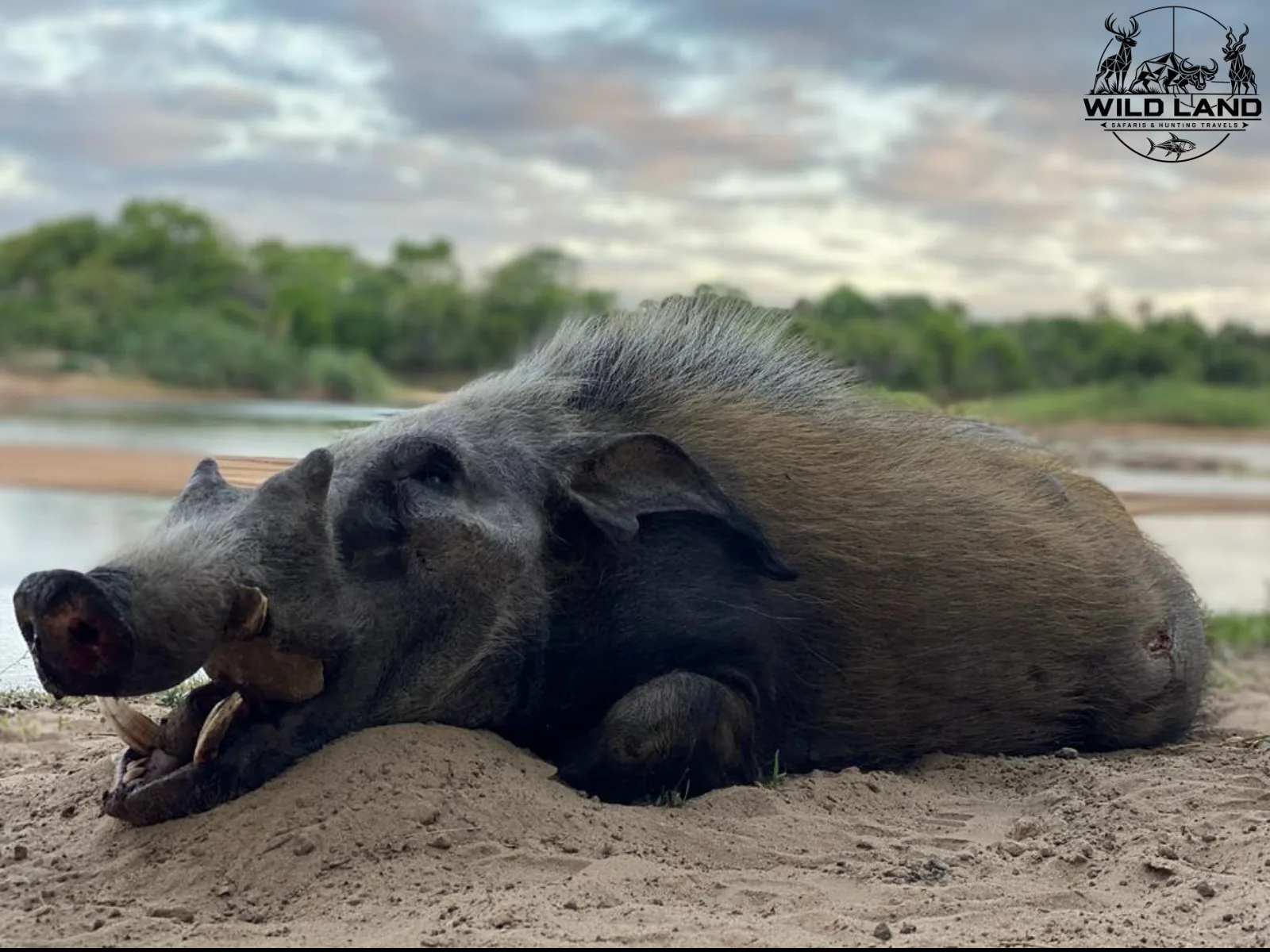 Afrique du Sud - séjour de chasse Wild Land