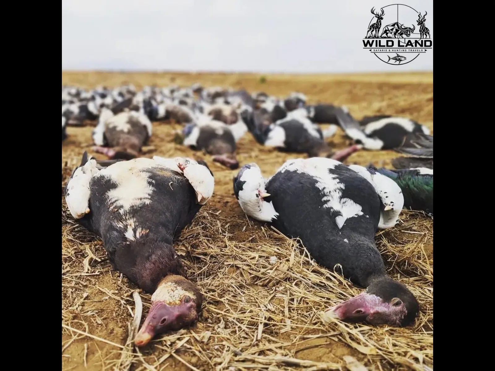 Afrique du Sud - séjour de chasse Wild Land