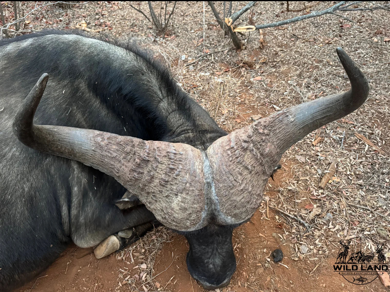 Afrique du Sud - séjour de chasse Wild Land