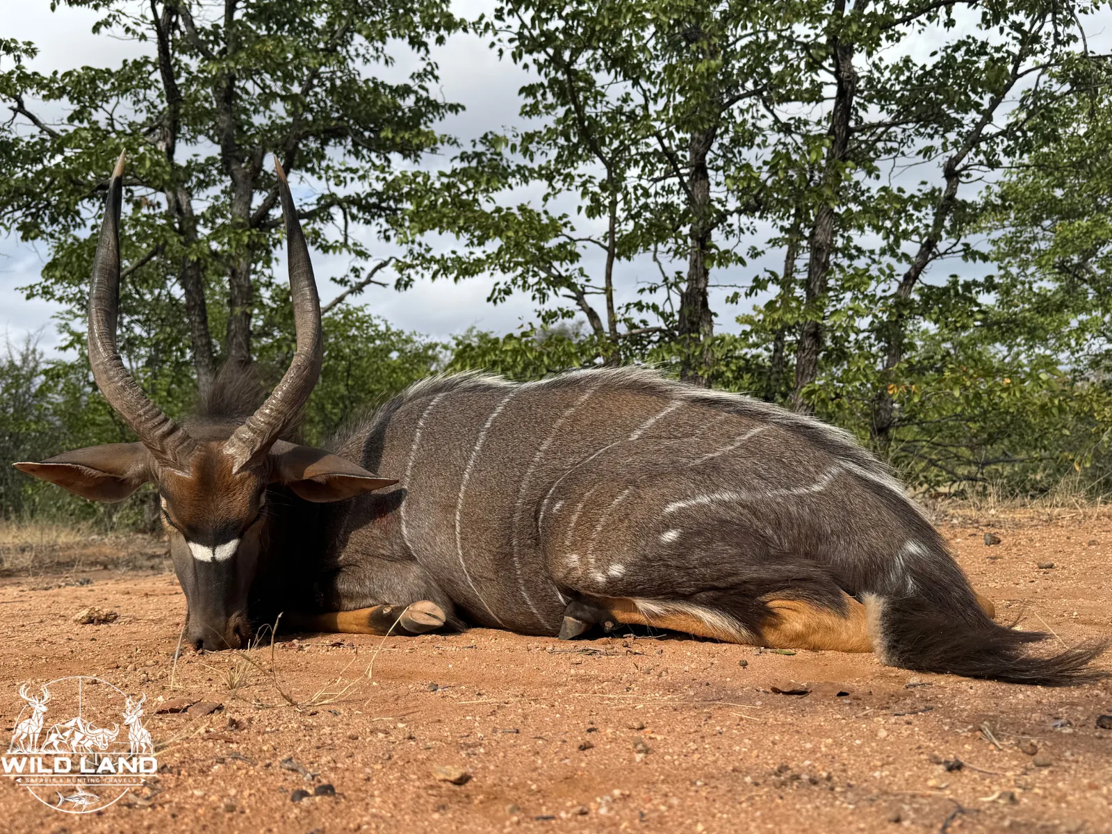 Afrique du Sud - séjour de chasse Wild Land