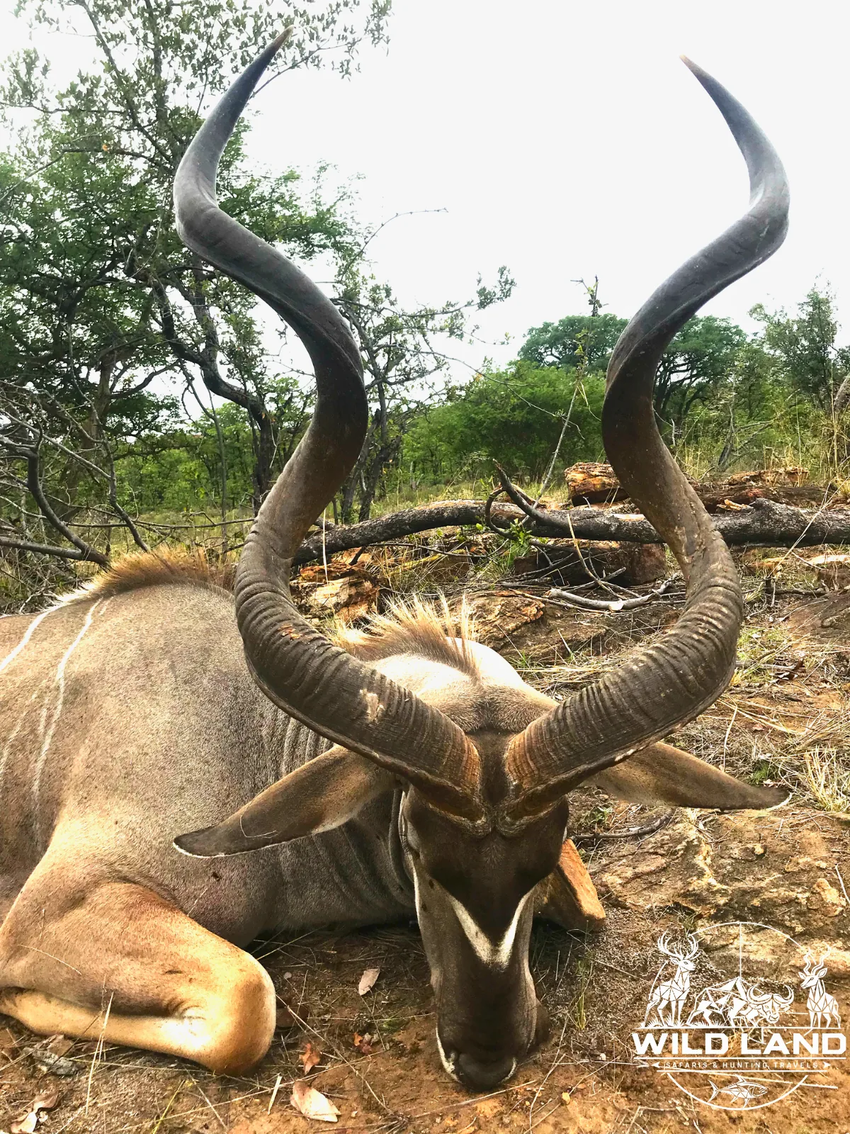 Afrique du Sud - séjour de chasse Wild Land