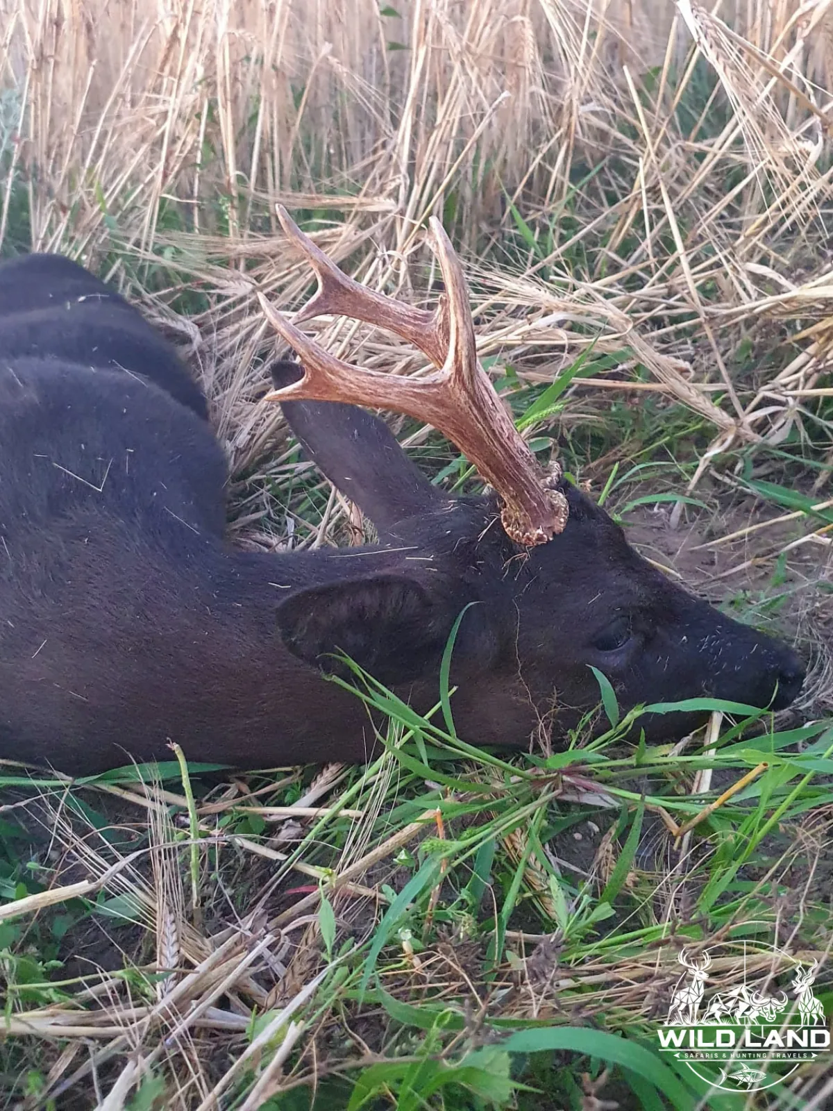 Allemagne du Nord - séjour de chasse Wild Land