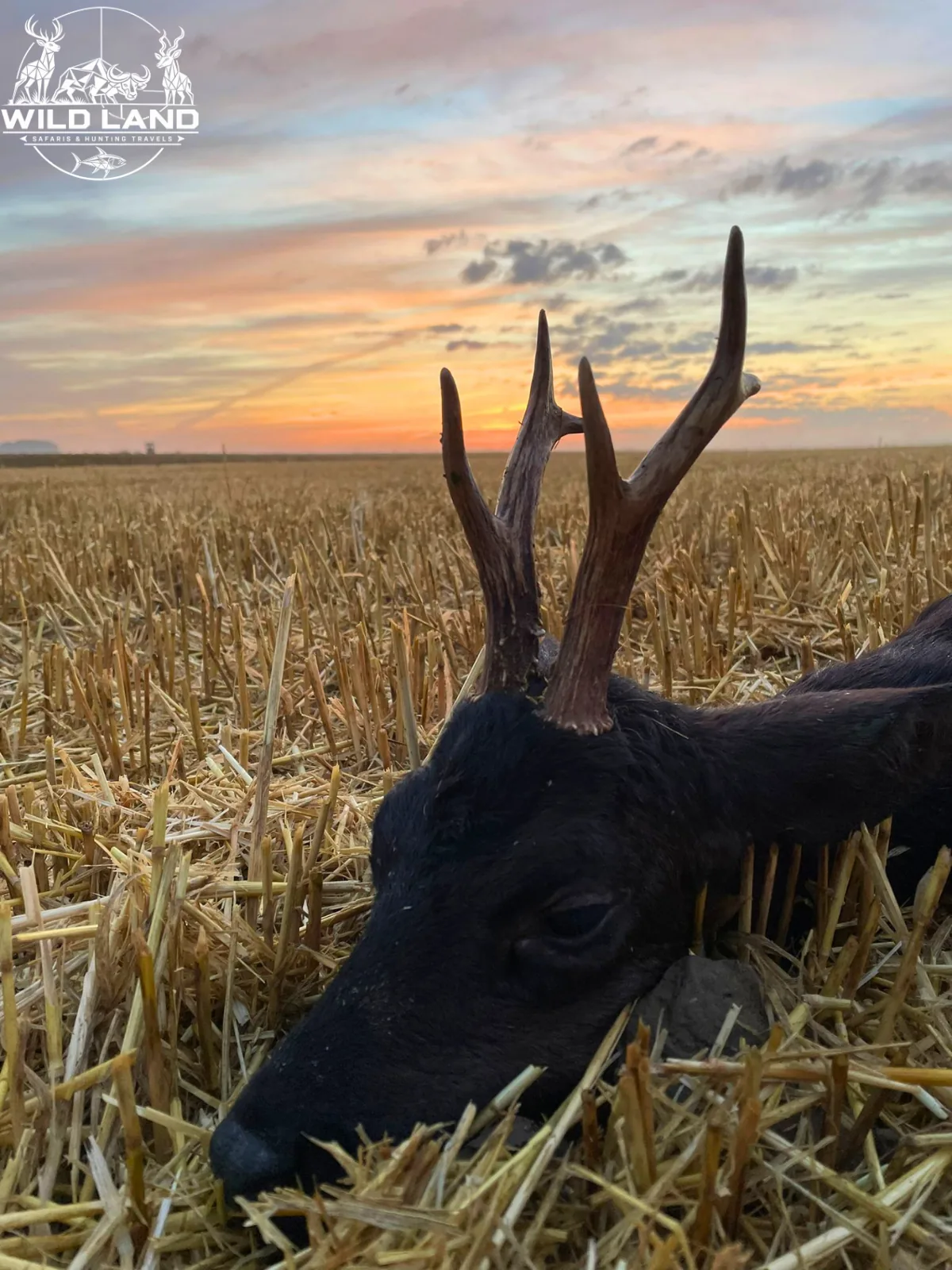 Allemagne du Nord - séjour de chasse Wild Land