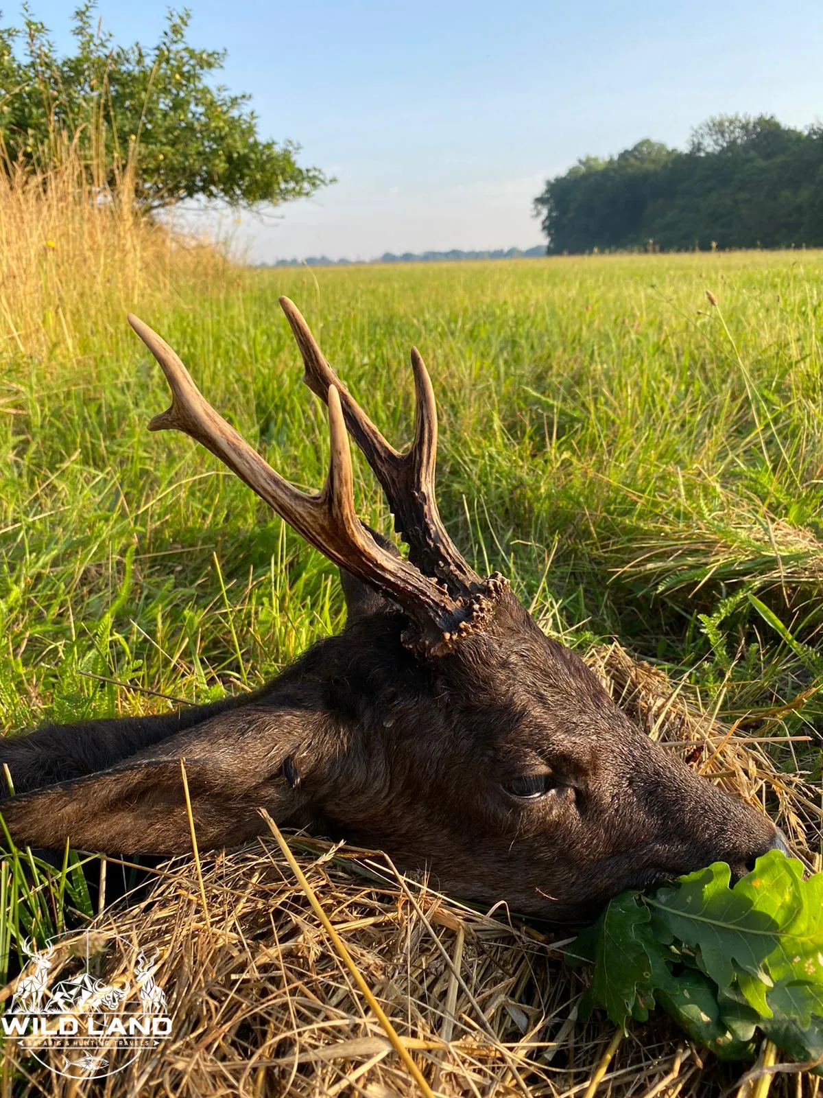 Allemagne du Nord - séjour de chasse Wild Land
