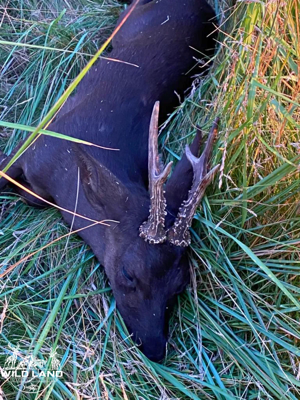 Allemagne du Nord - séjour de chasse Wild Land