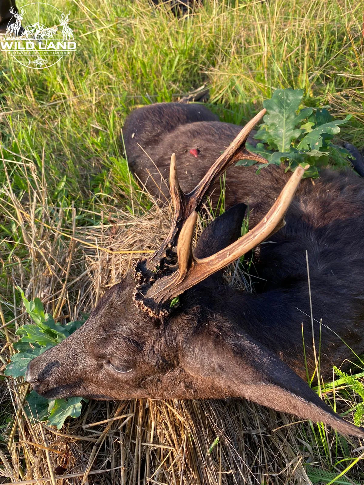Allemagne du Nord - séjour de chasse Wild Land