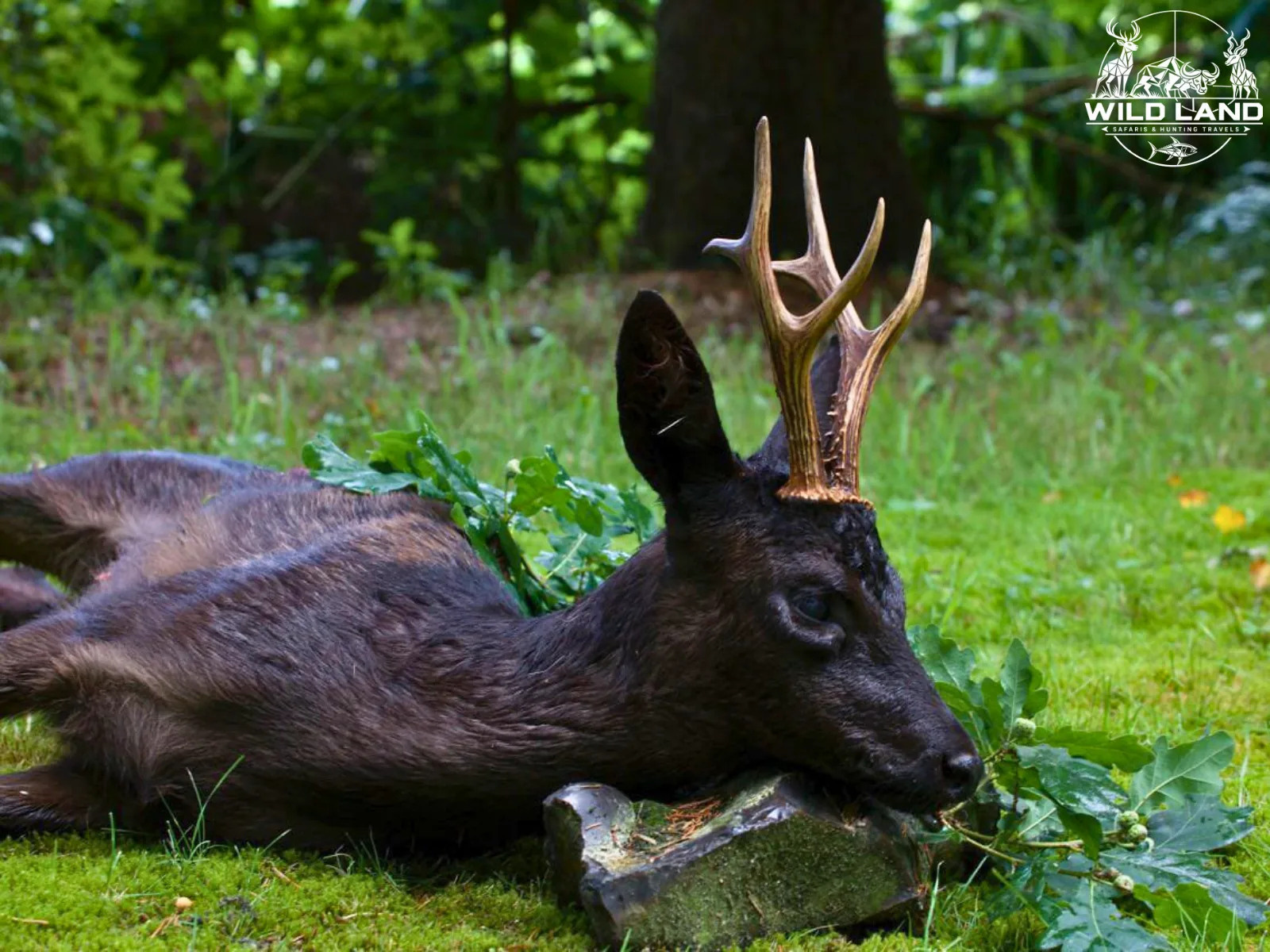 Allemagne du Nord - séjour de chasse Wild Land