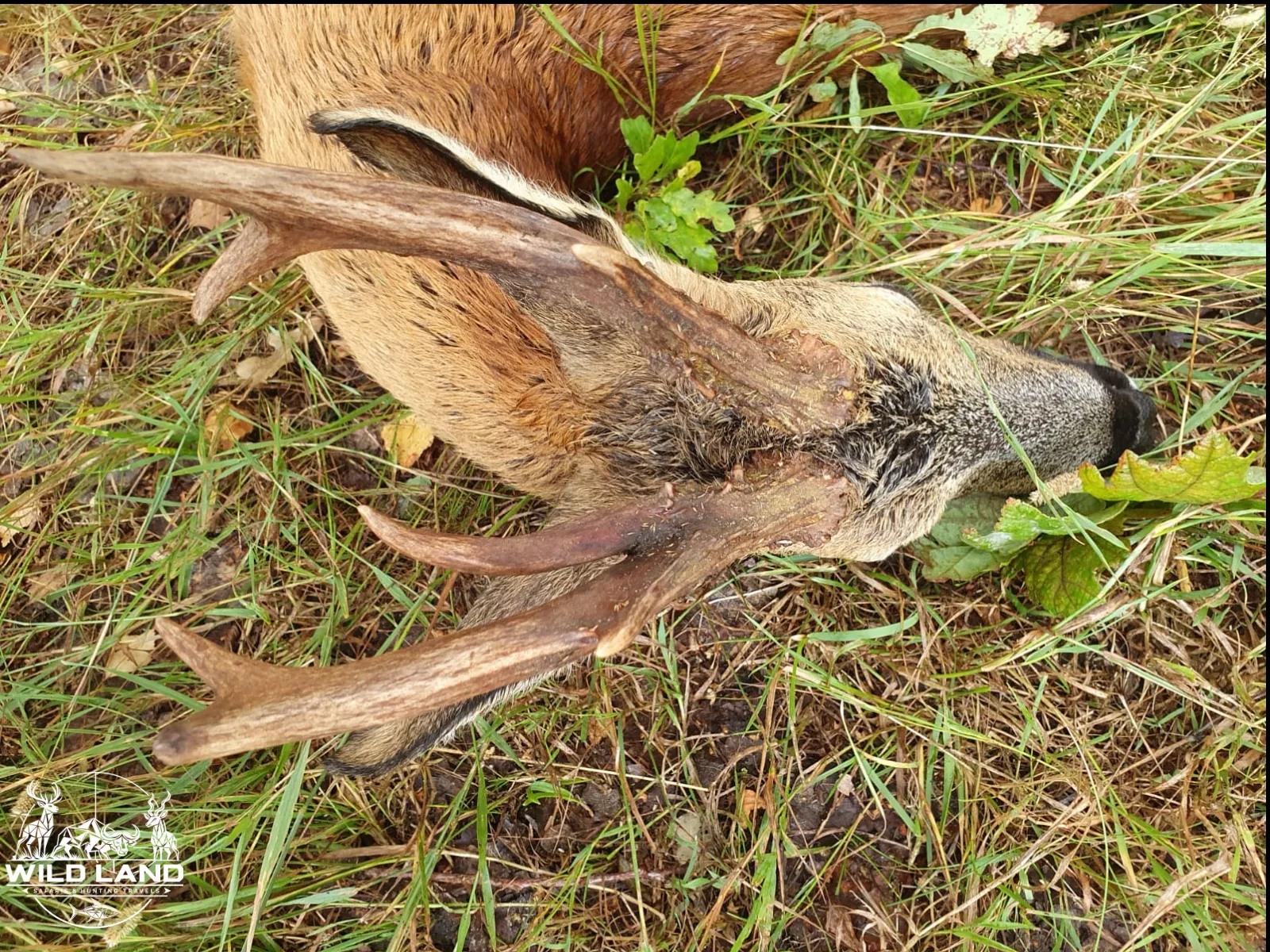 Allemagne du Nord - séjour de chasse Wild Land
