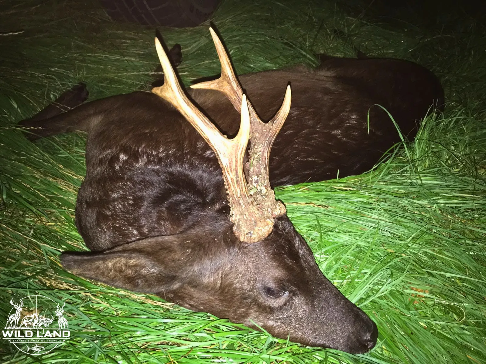 Allemagne du Nord - séjour de chasse Wild Land