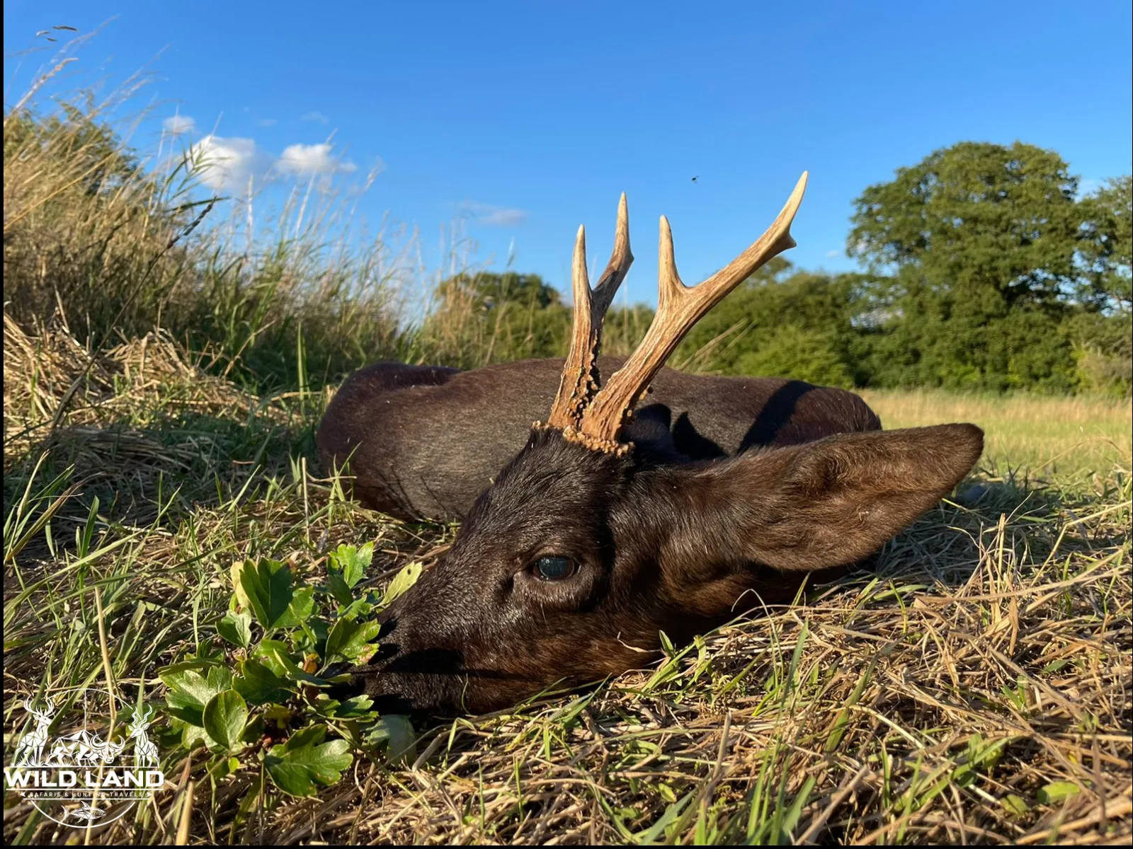 Allemagne du Nord - séjour de chasse Wild Land