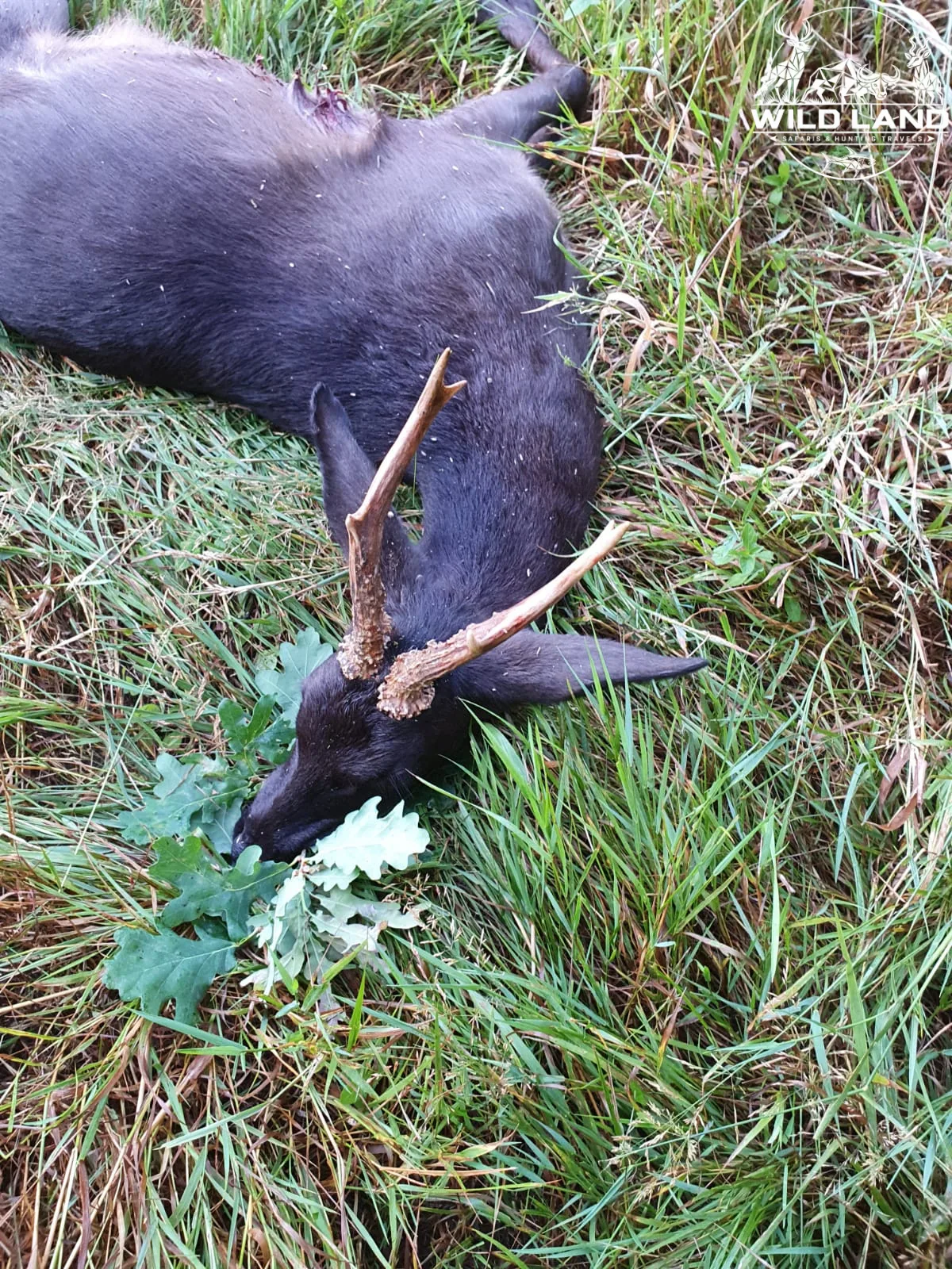 Allemagne du Nord - séjour de chasse Wild Land