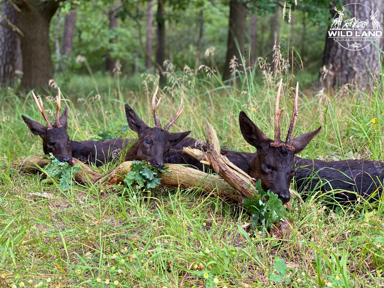 Allemagne du Nord - séjour de chasse Wild Land