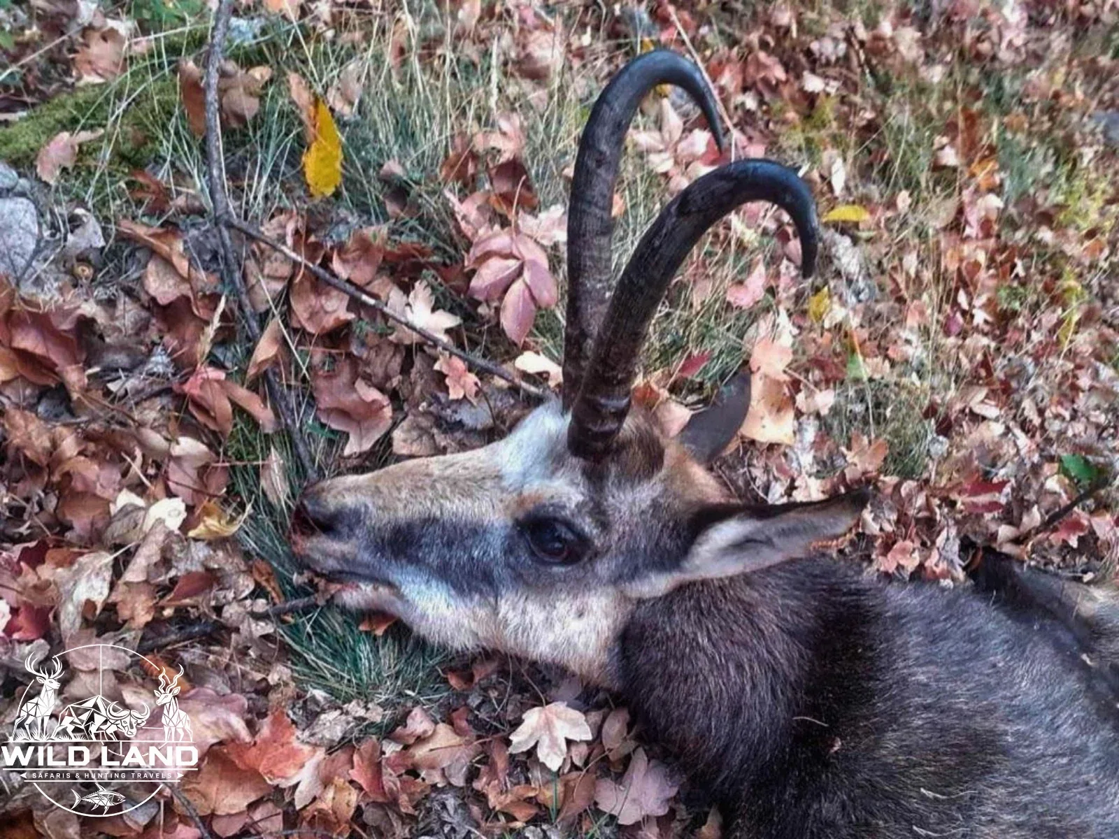 Bulgarie - séjour de chasse Wild Land