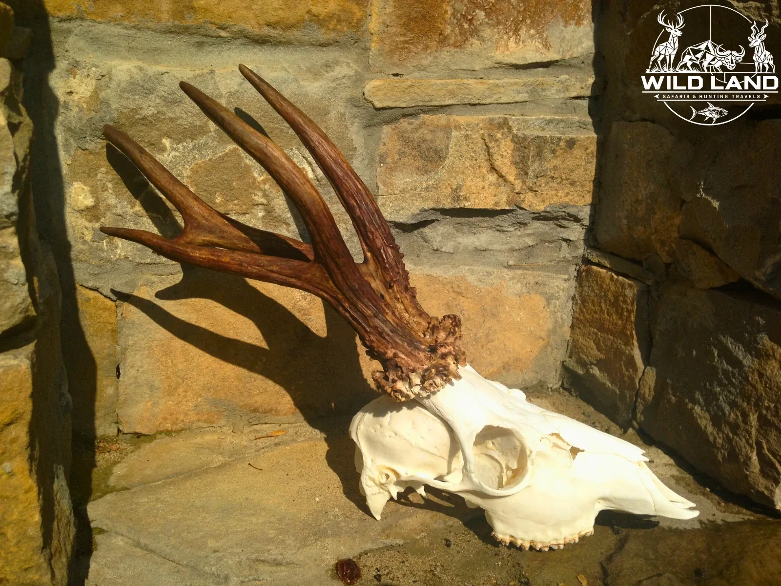 Bulgarie - séjour de chasse Wild Land