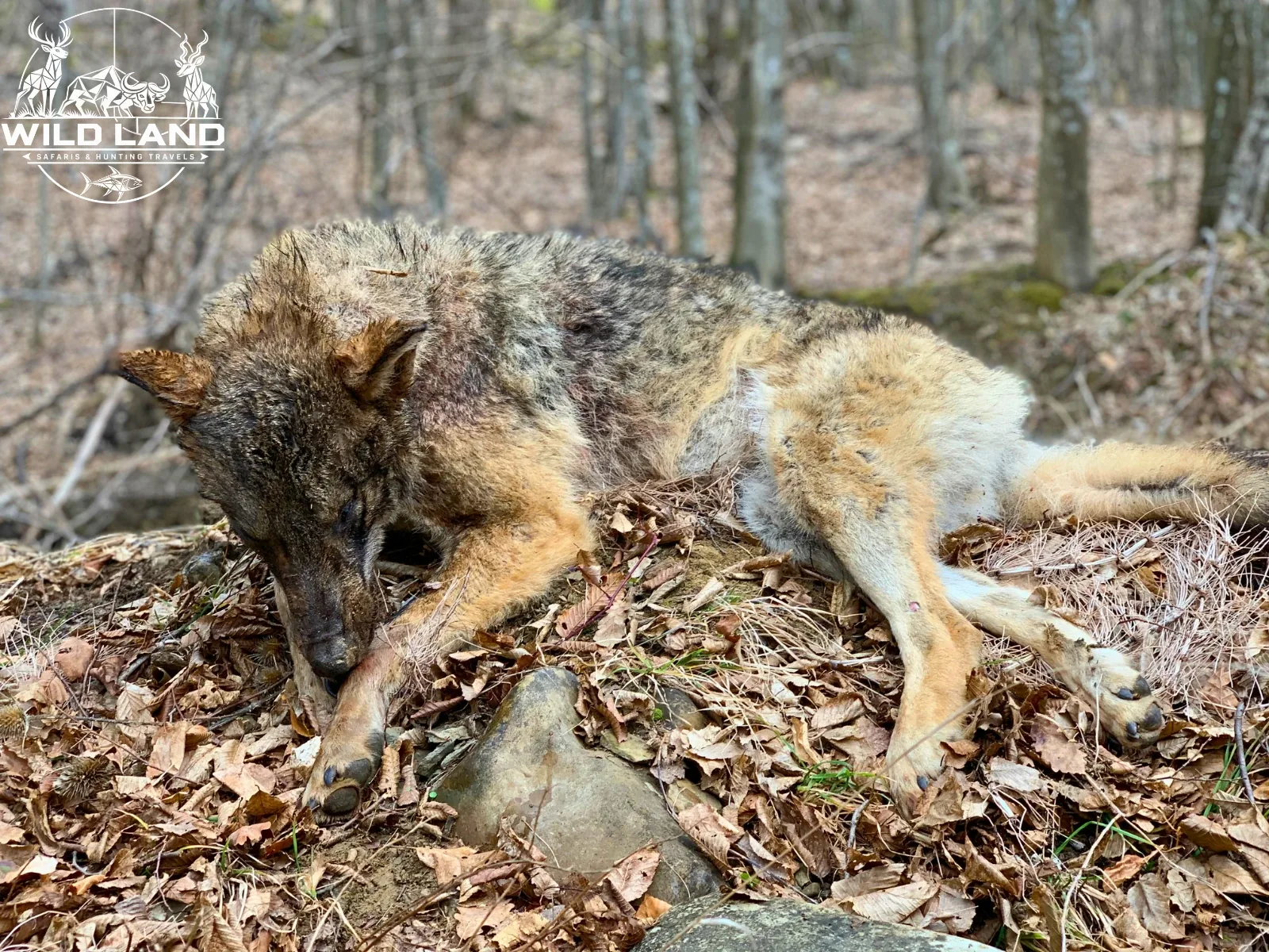 Bulgarie - séjour de chasse Wild Land