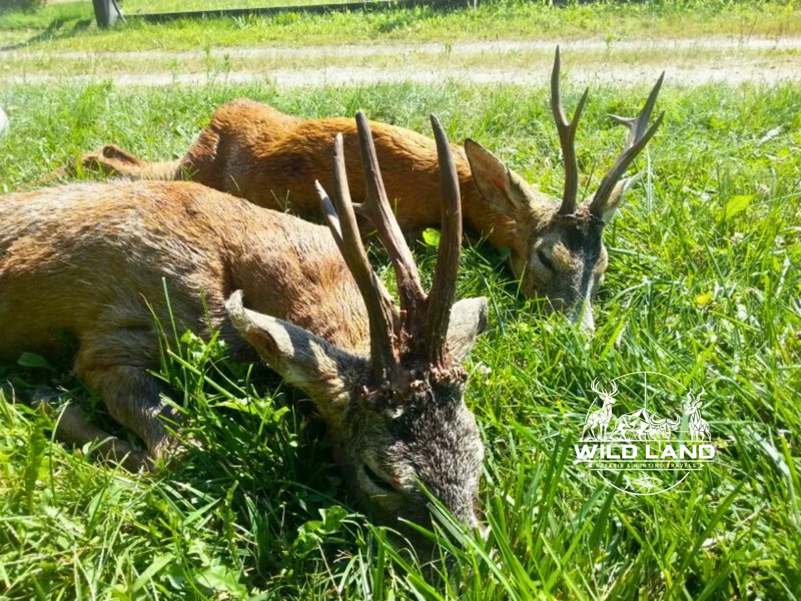 Bulgarie - séjour de chasse Wild Land