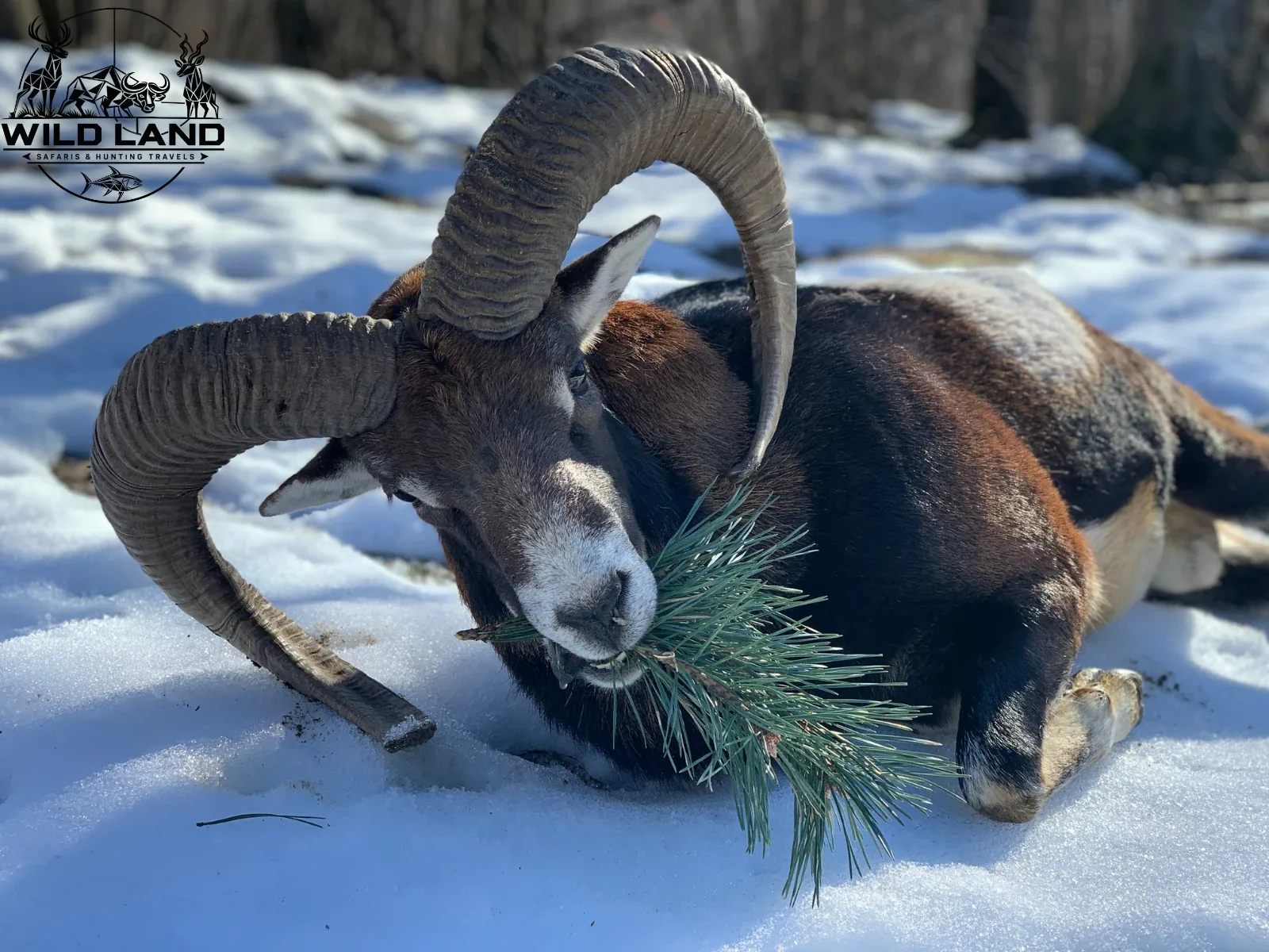 Bulgarie - séjour de chasse Wild Land