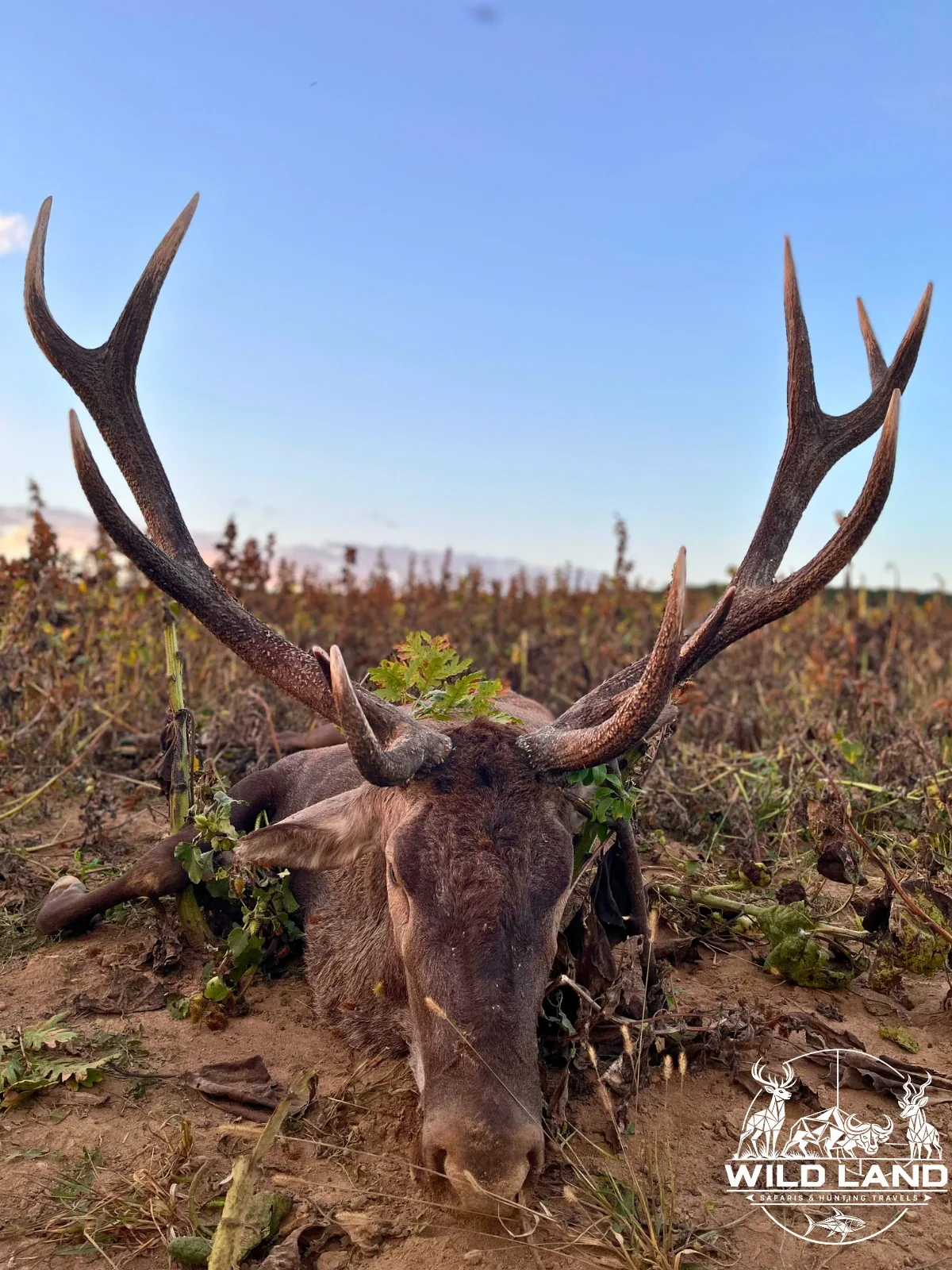 Bulgarie - séjour de chasse Wild Land