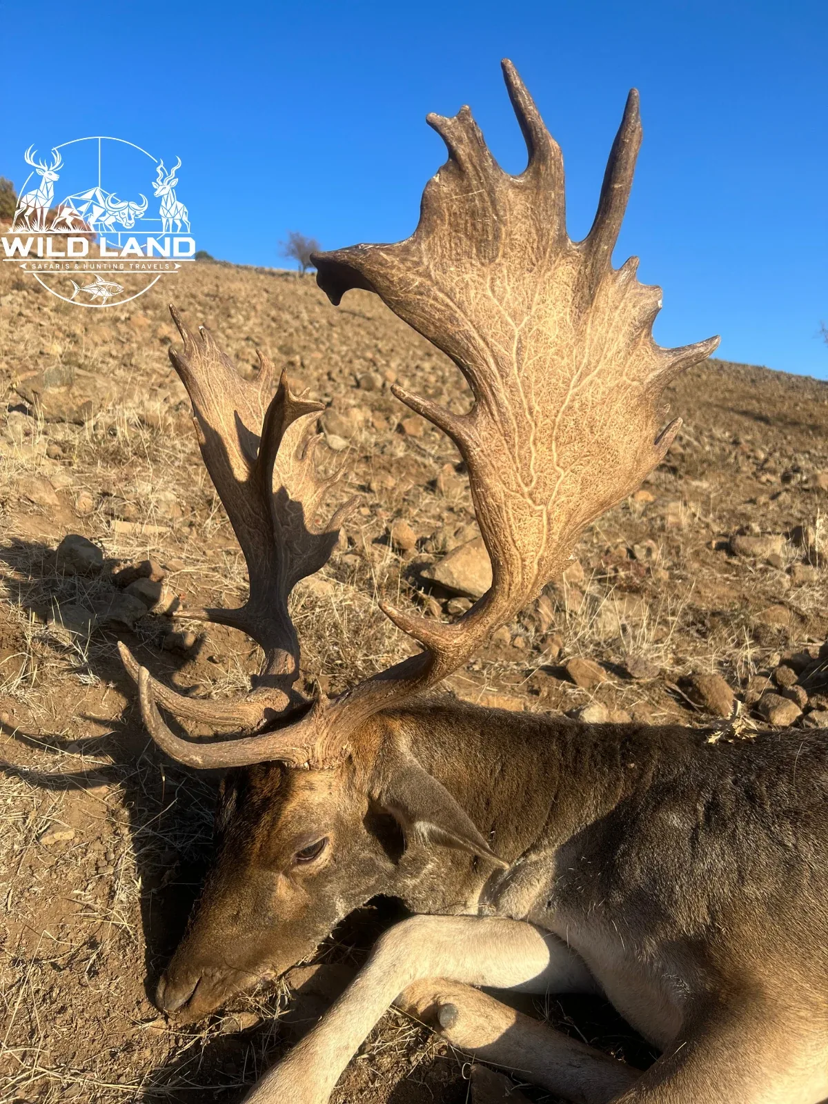 Bulgarie - séjour de chasse Wild Land