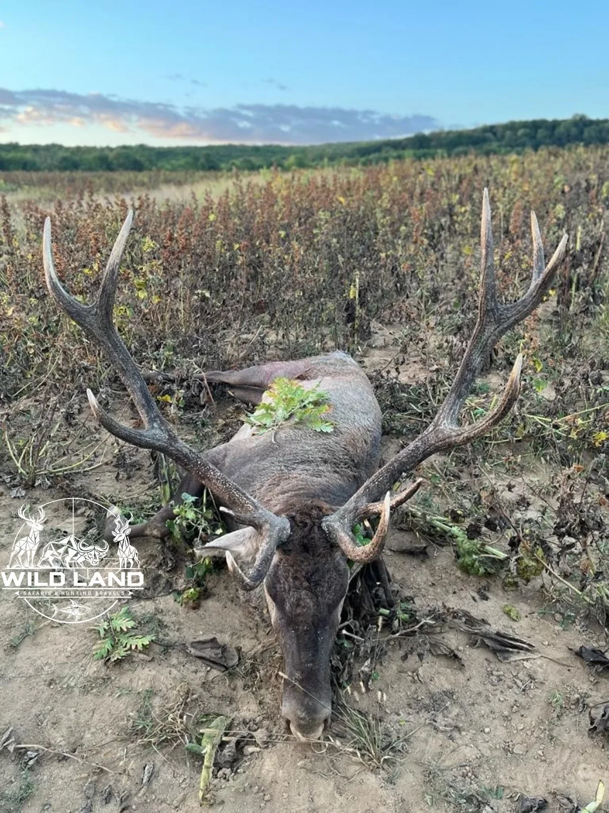 Bulgarie - séjour de chasse Wild Land
