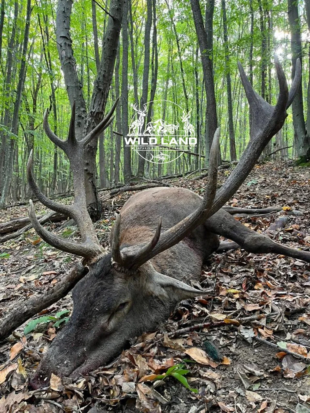 Bulgarie - séjour de chasse Wild Land