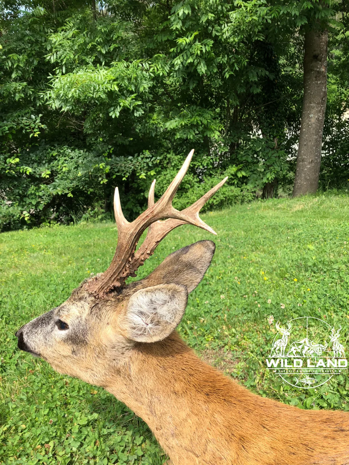 Bulgarie - séjour de chasse Wild Land