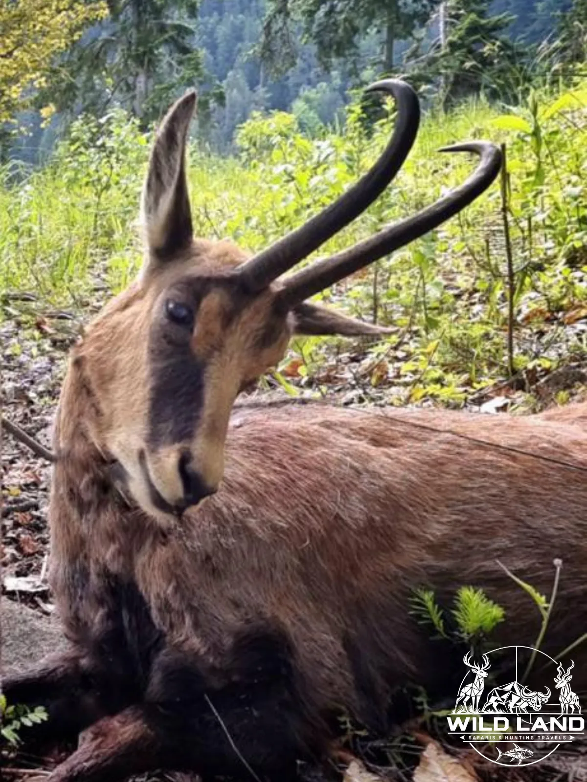 Bulgarie - séjour de chasse Wild Land