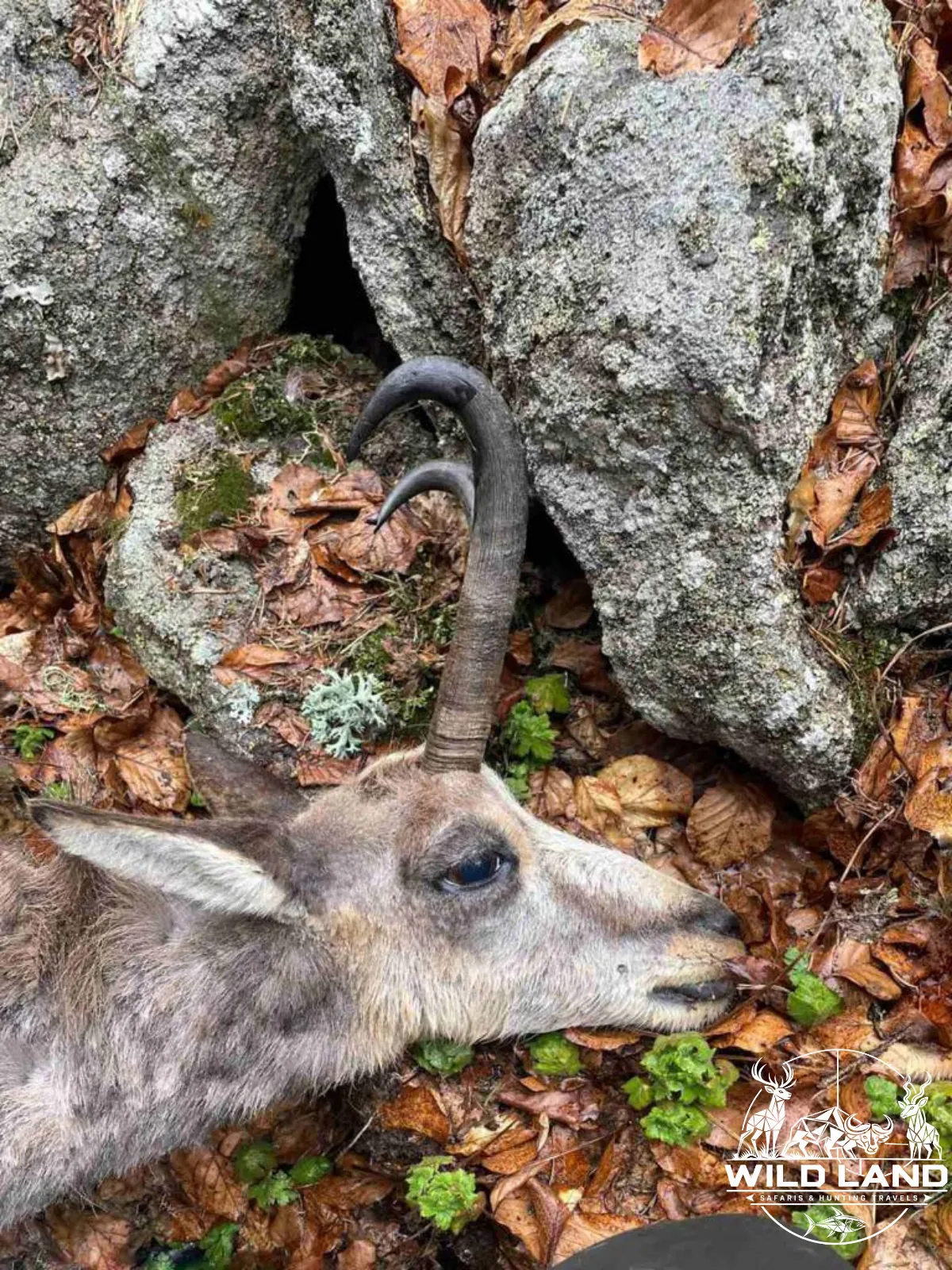 Bulgarie - séjour de chasse Wild Land