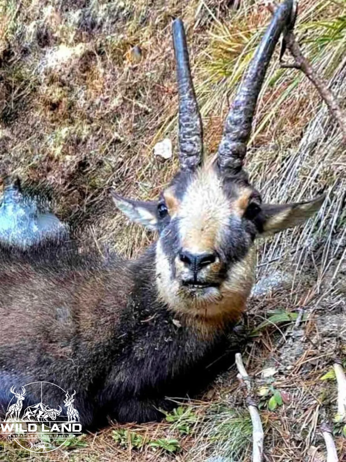 Bulgarie - séjour de chasse Wild Land