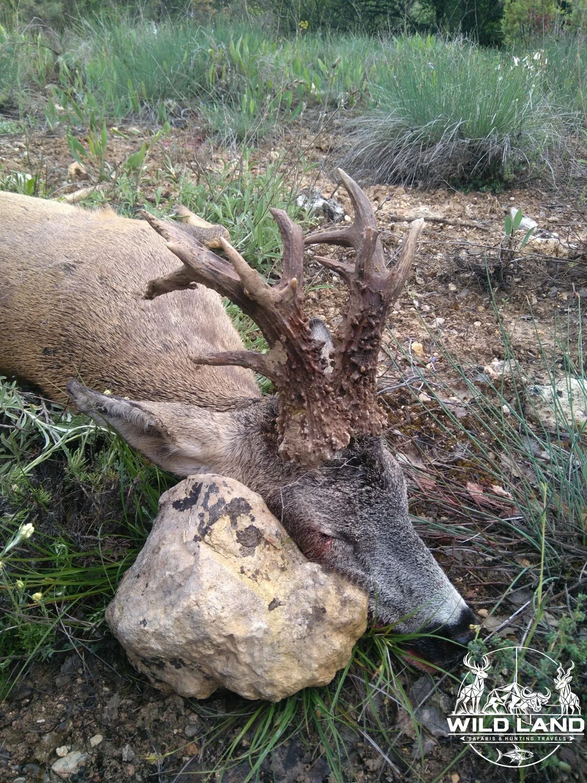 Bulgarie - séjour de chasse Wild Land