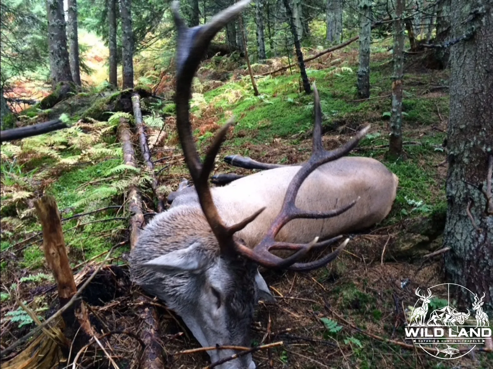 Roumanie - séjour de chasse Wild Land