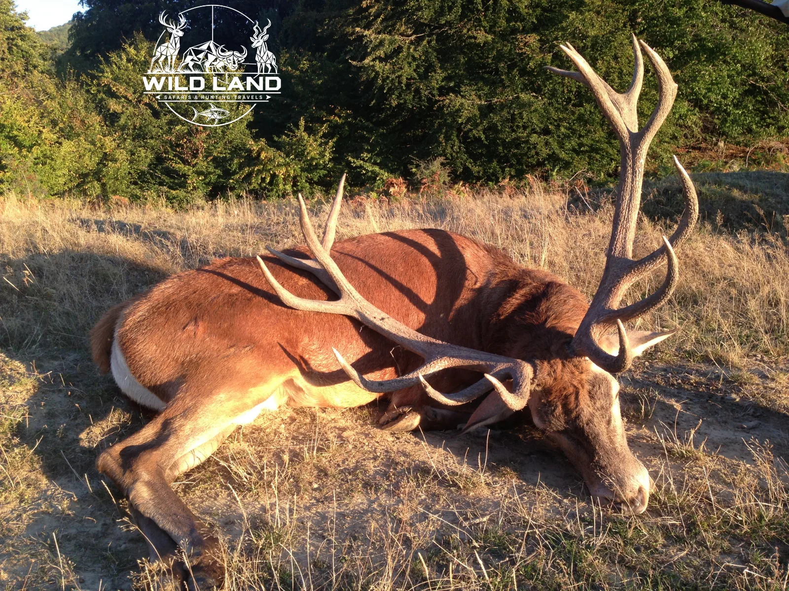 Roumanie - séjour de chasse Wild Land